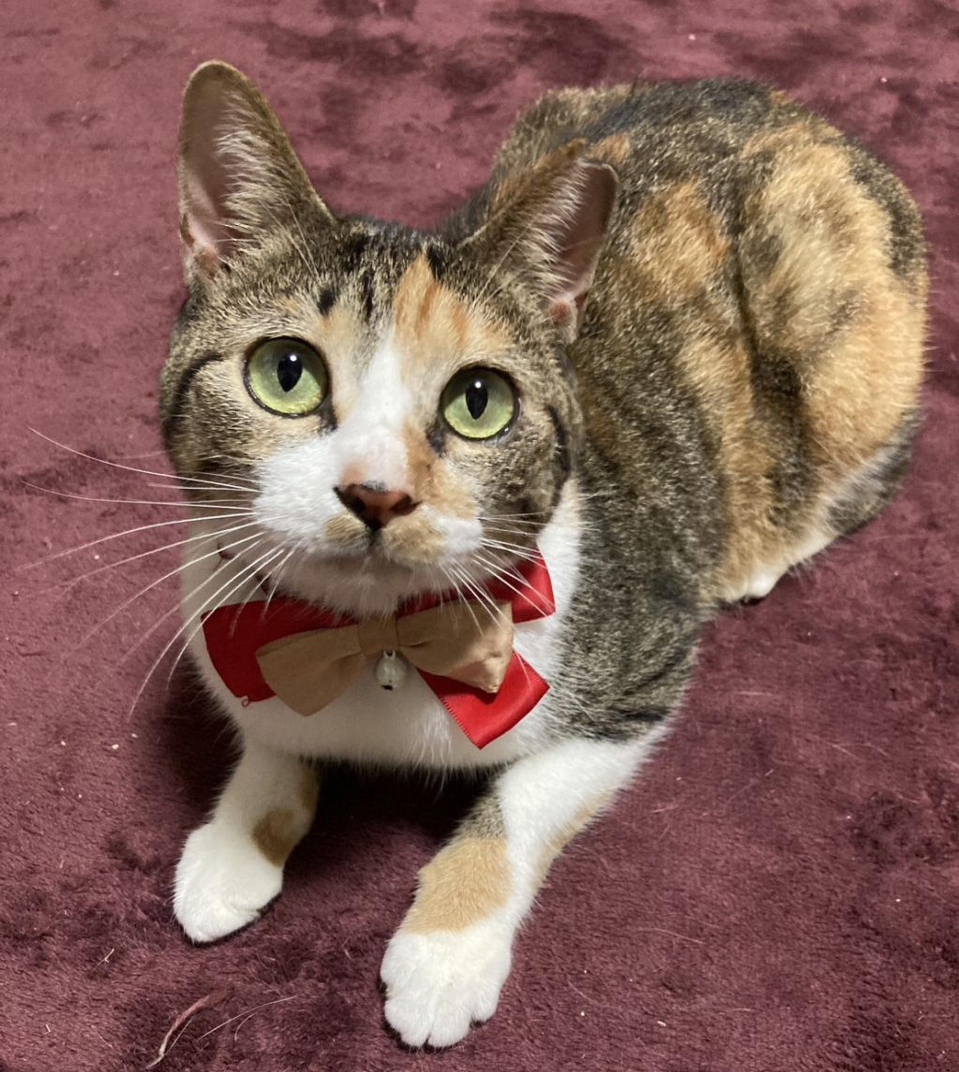 pet-image-2