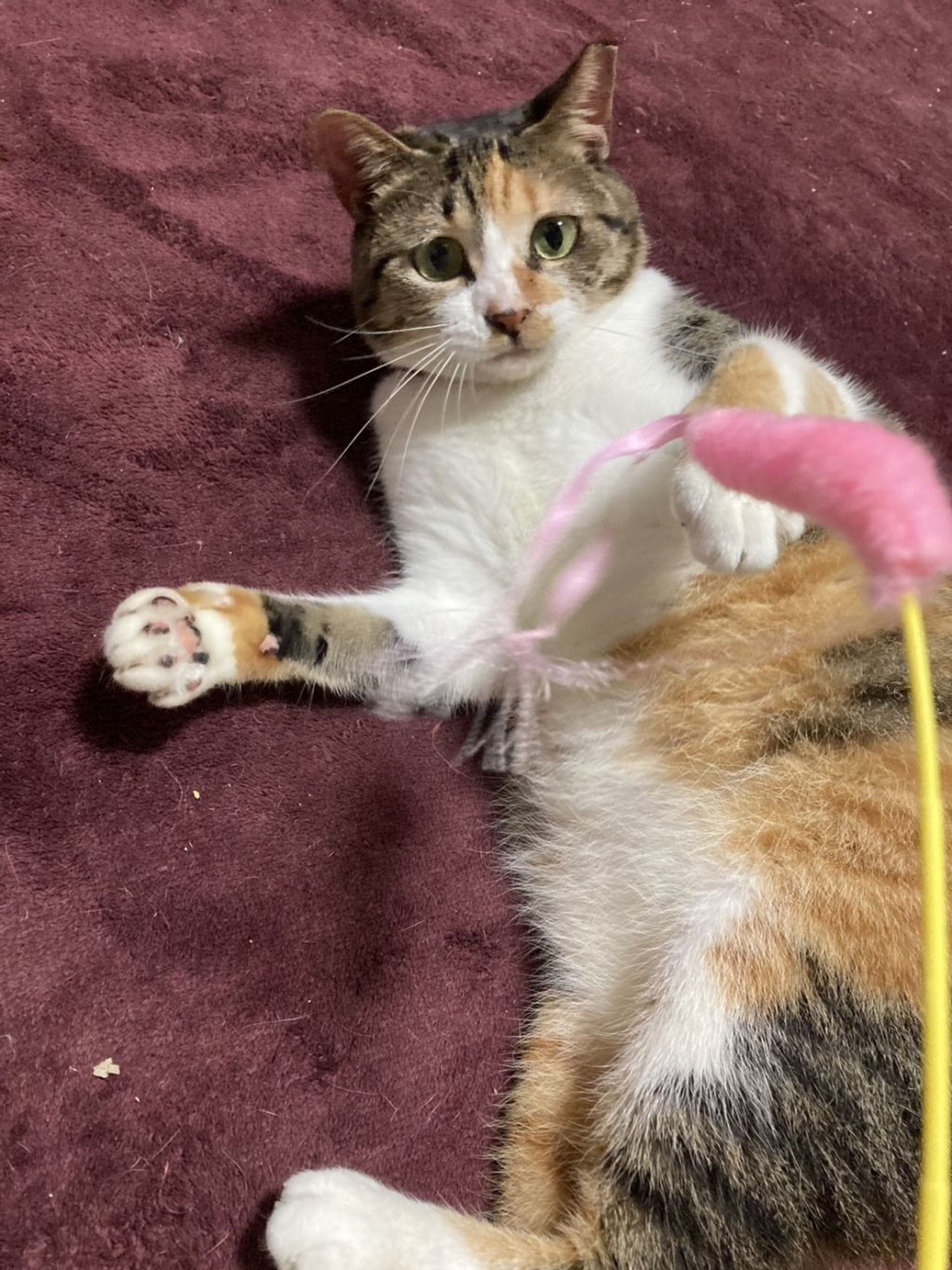 thumbnail-4