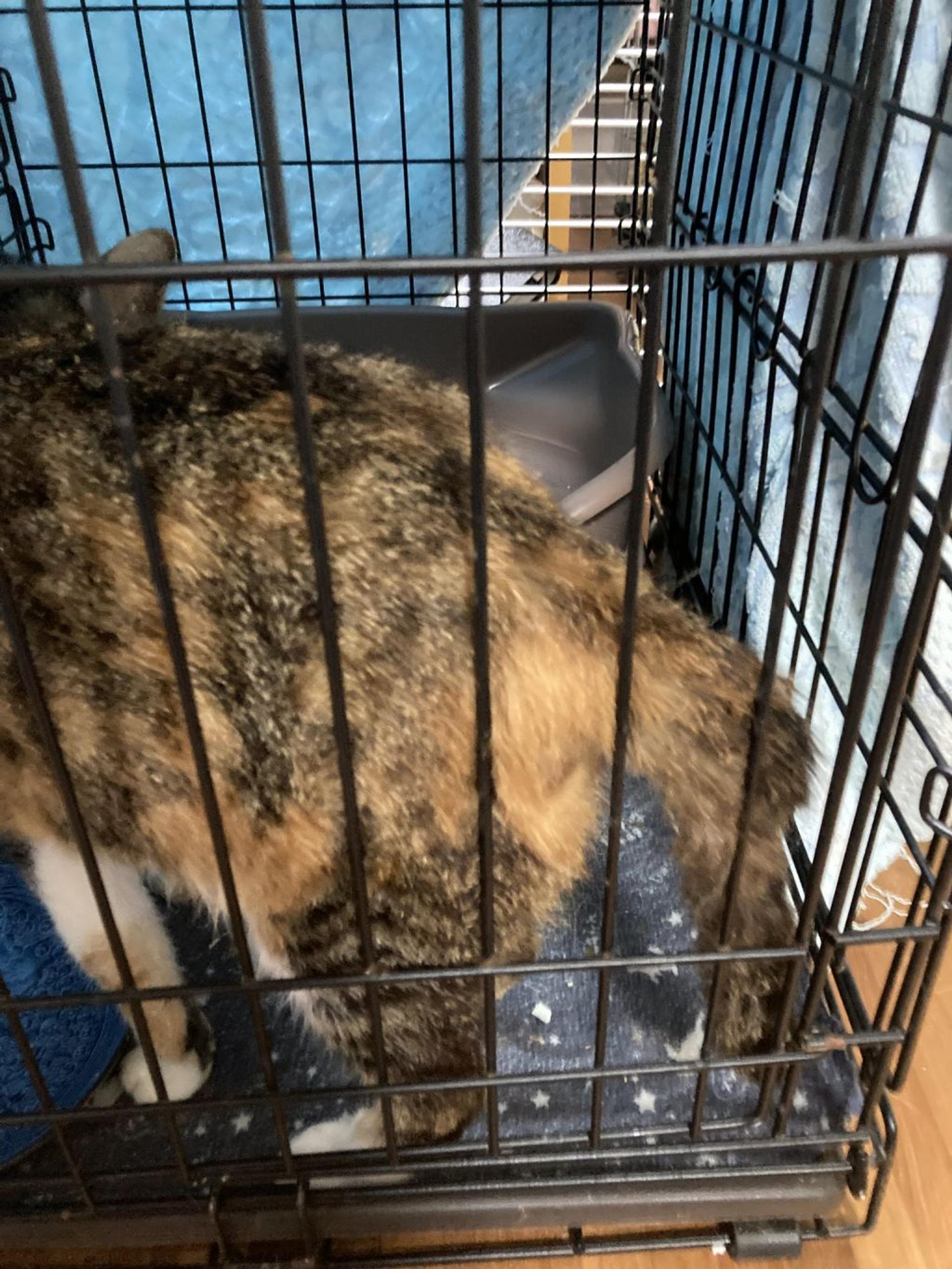 pet-image-7