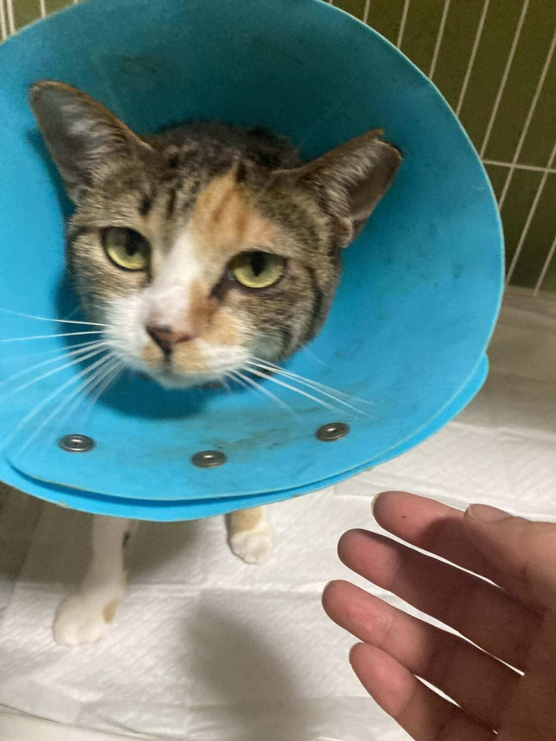 pet-image-8