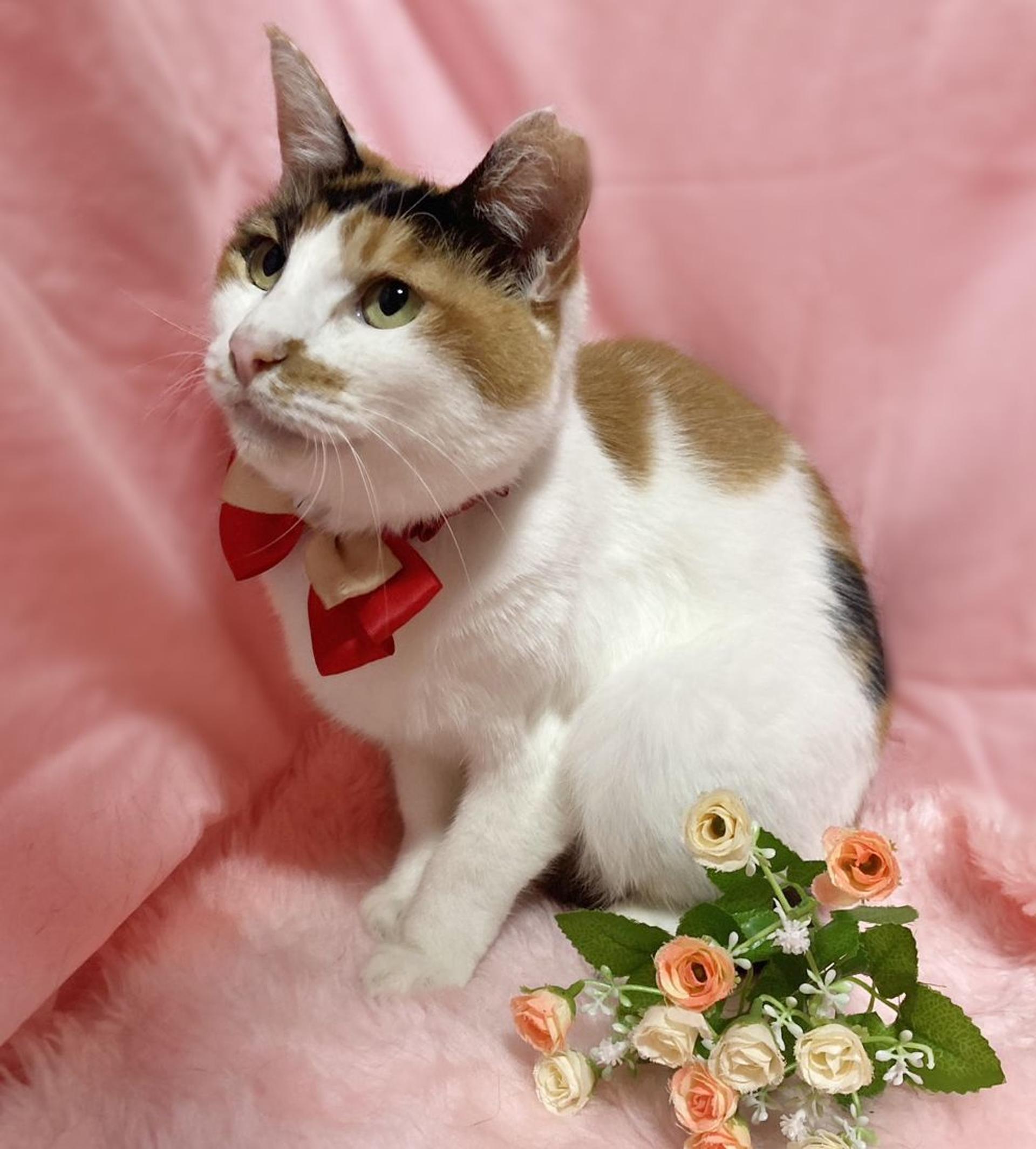 pet-image-3
