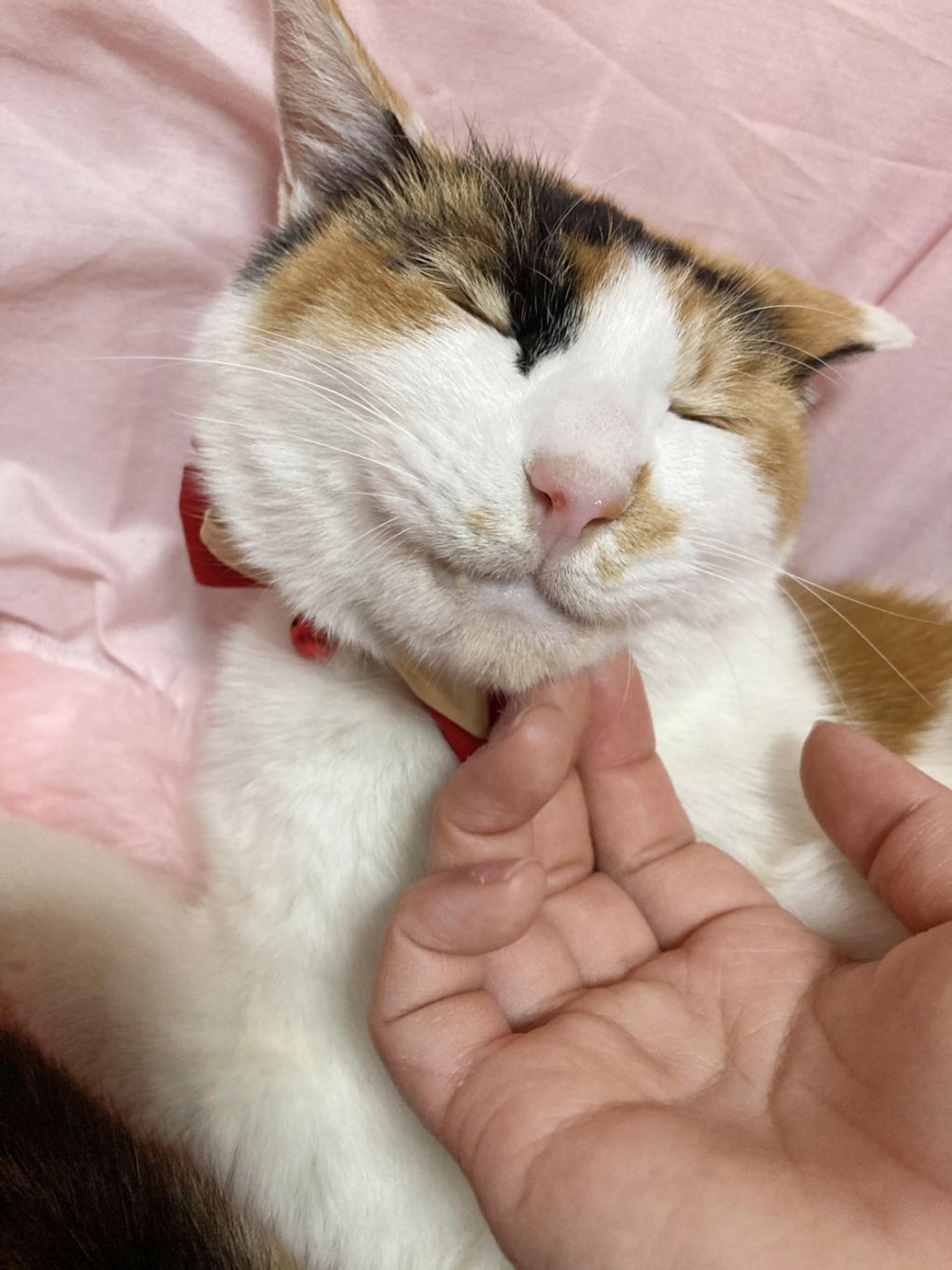 pet-image-5