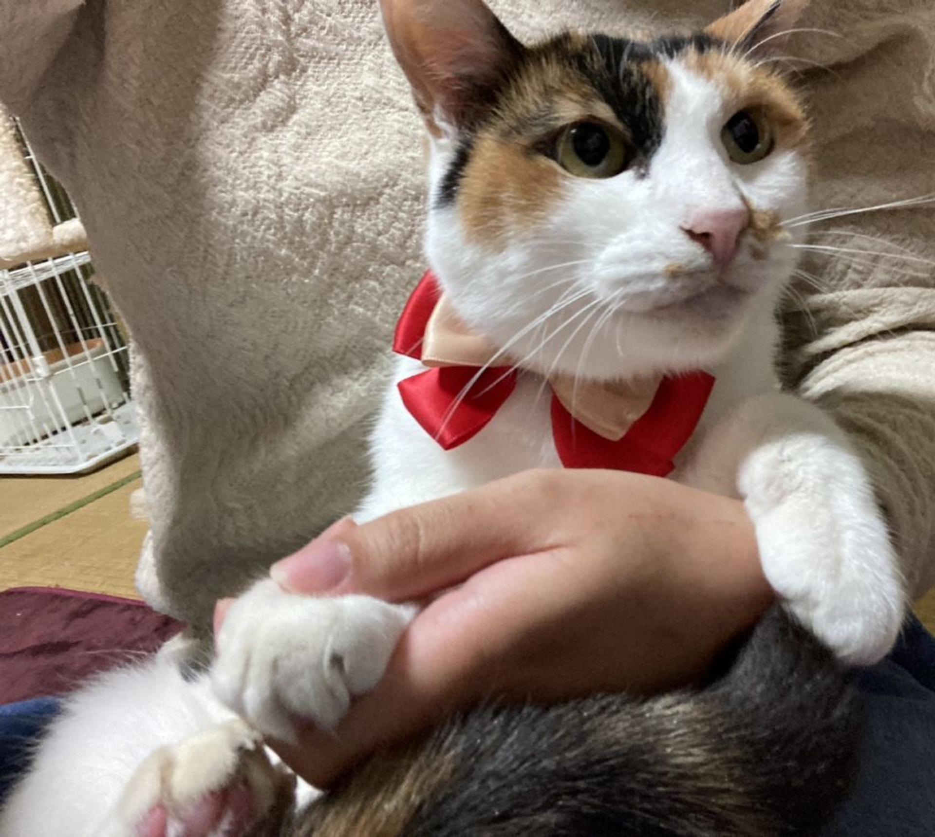 pet-image-7