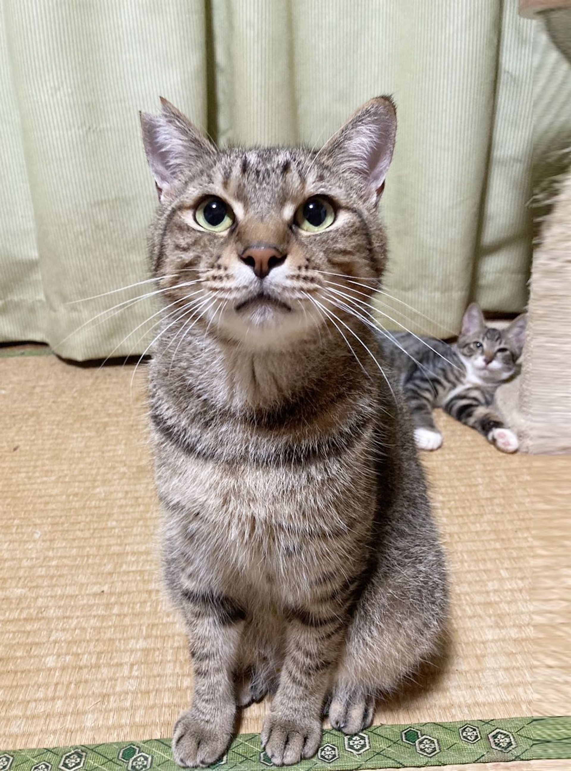 雑種（ミックス猫）・オスの里親募集の写真