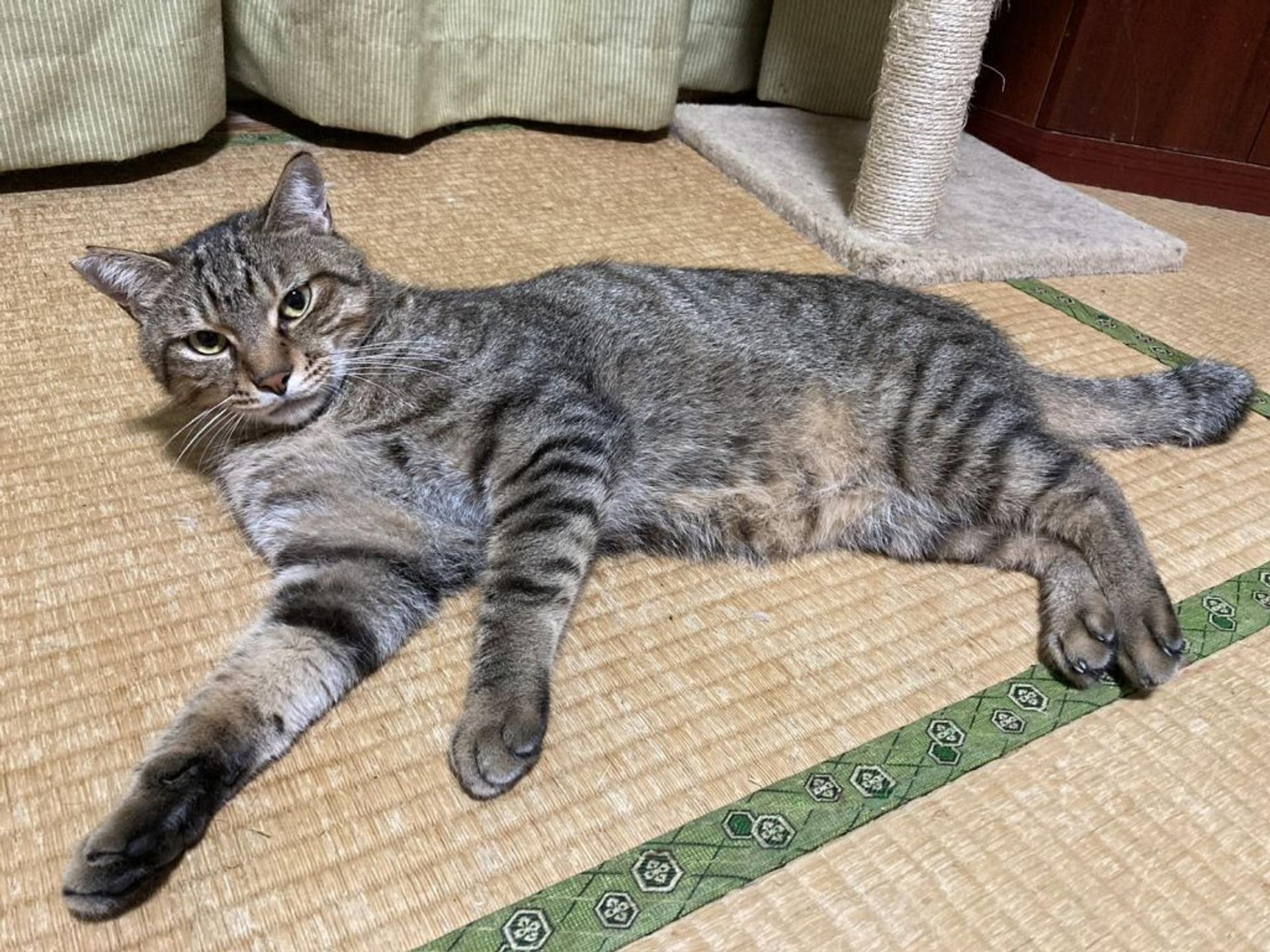 pet-image-2