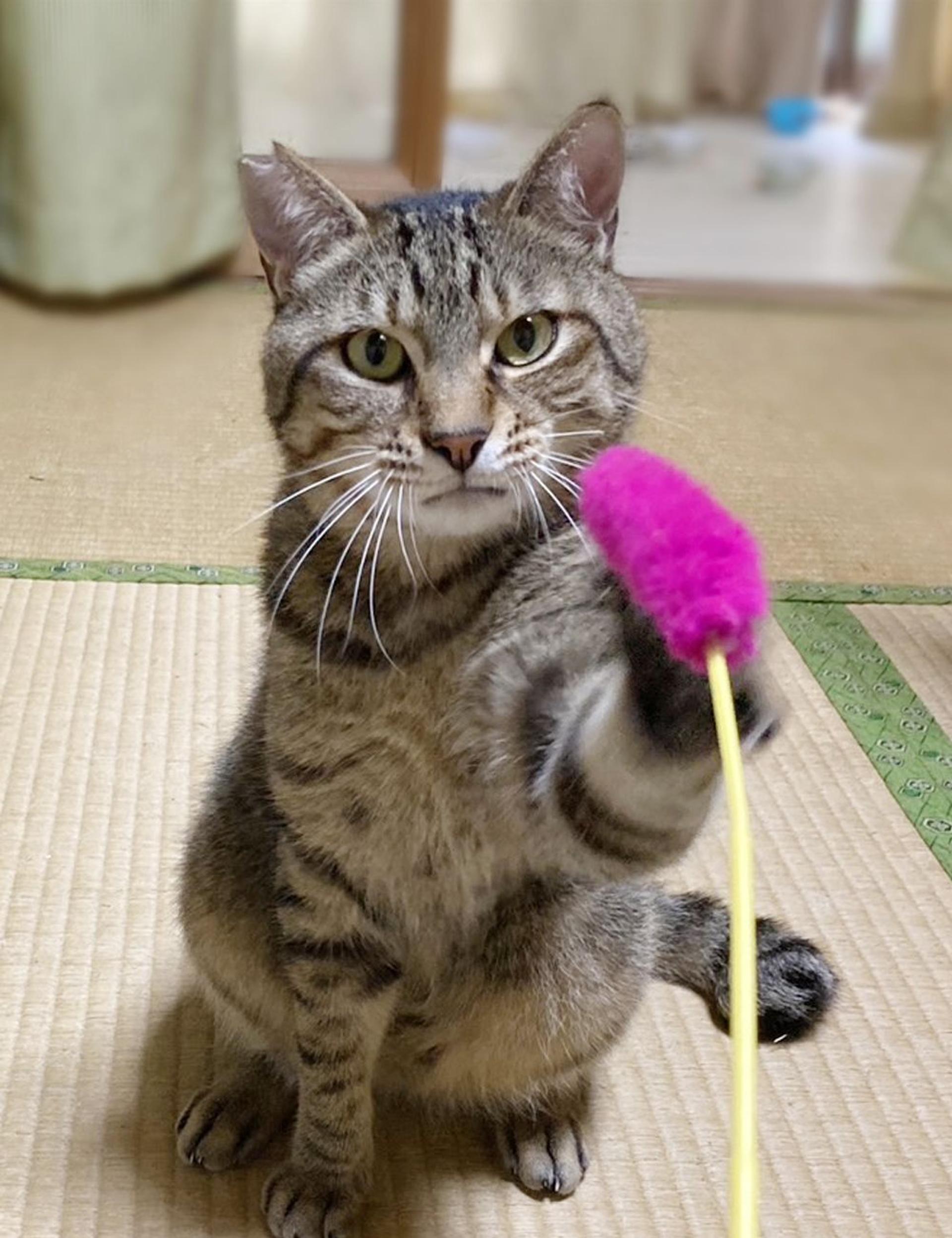 pet-image-5