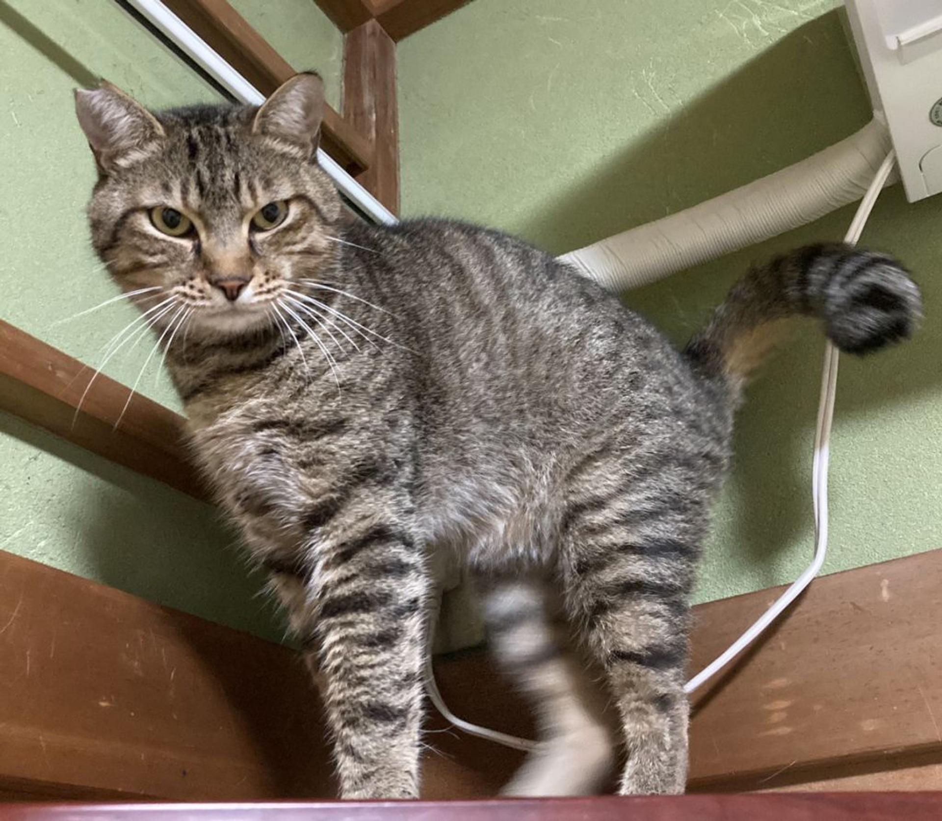 pet-image-9