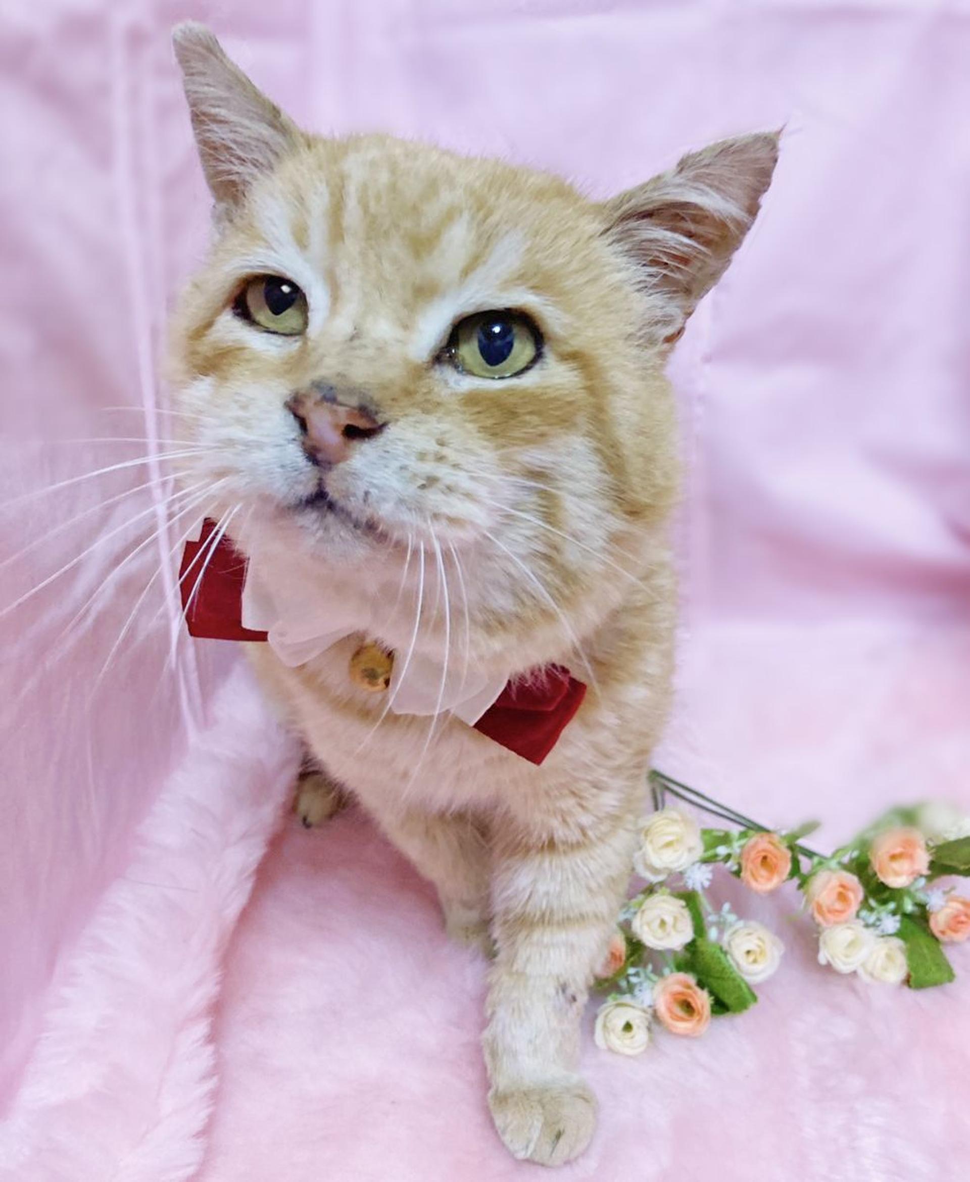 pet-image-2