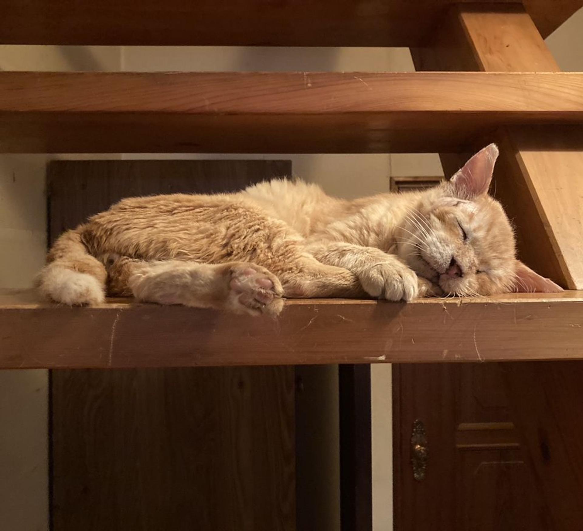 pet-image-5