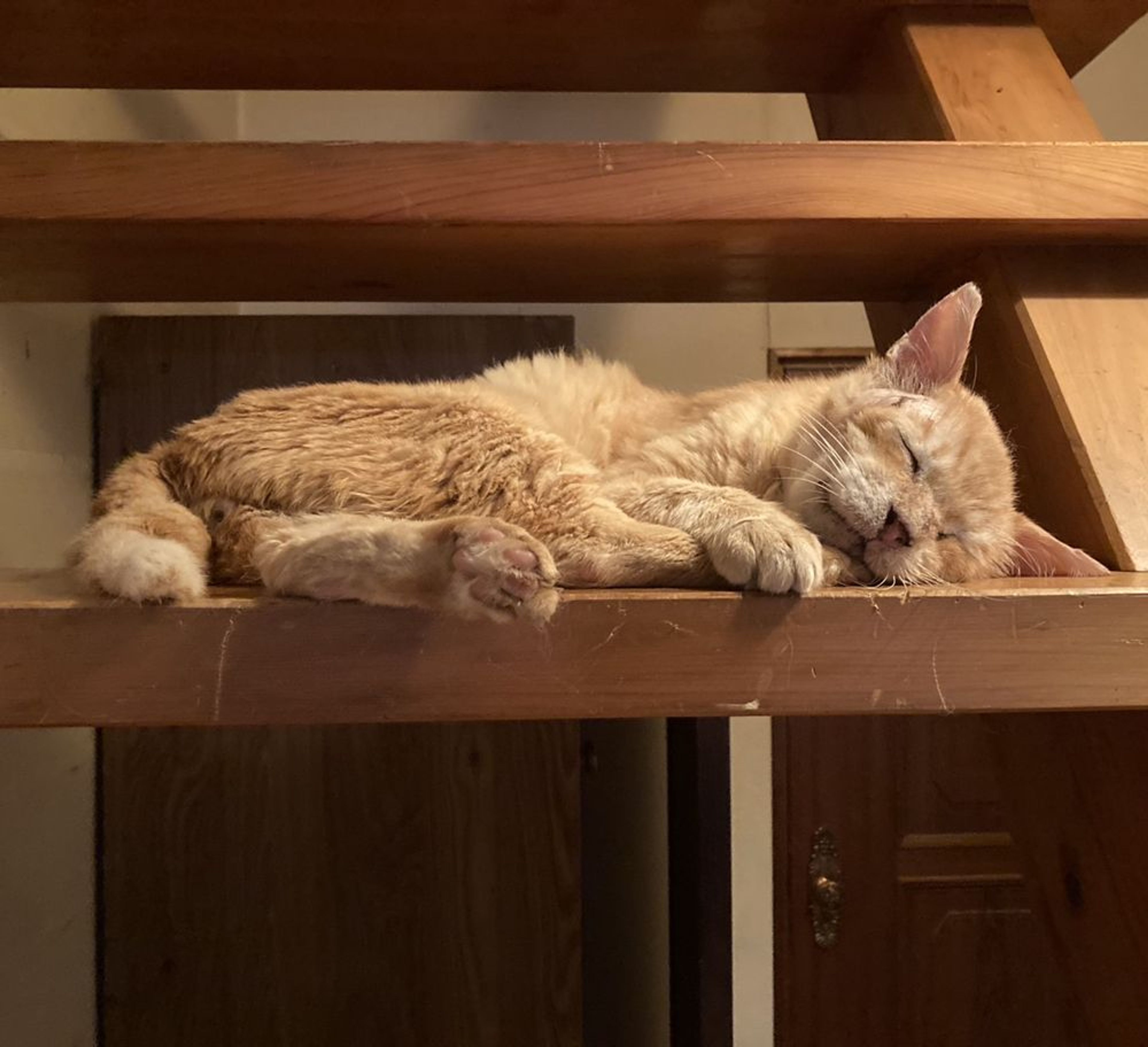 pet-image-5
