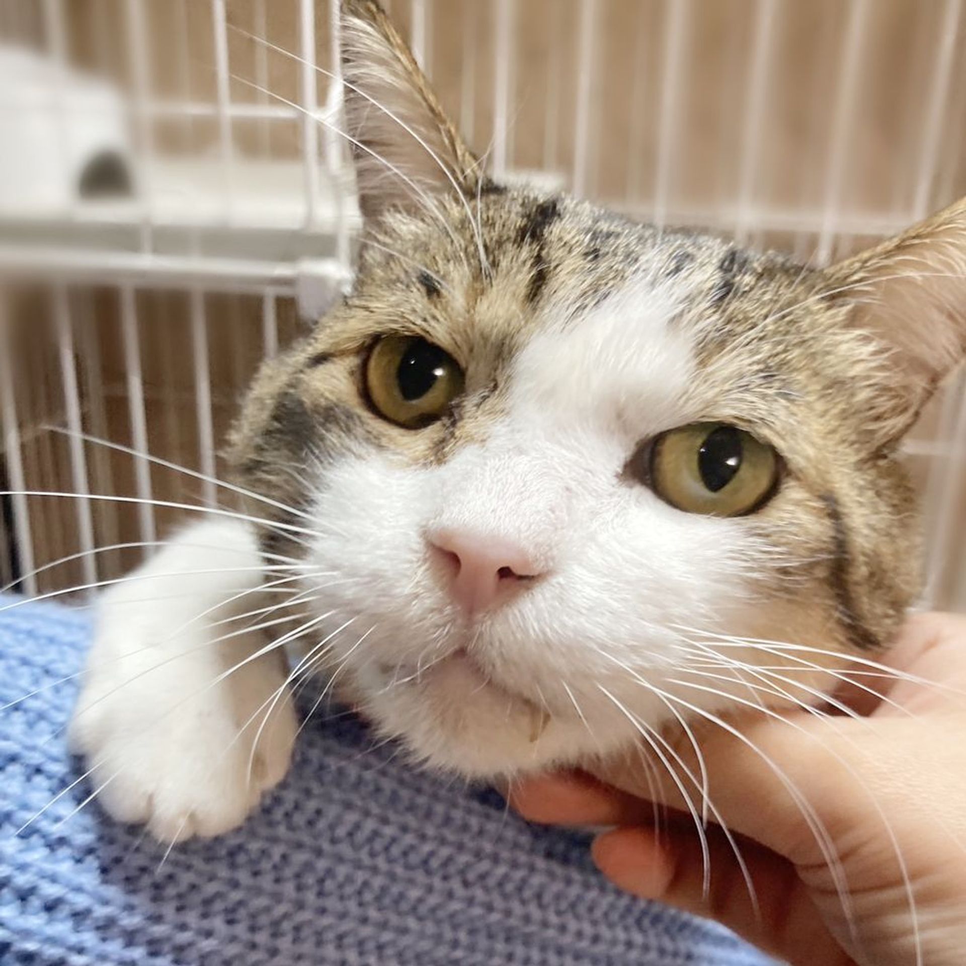 雑種（ミックス猫）・オスの里親募集の写真
