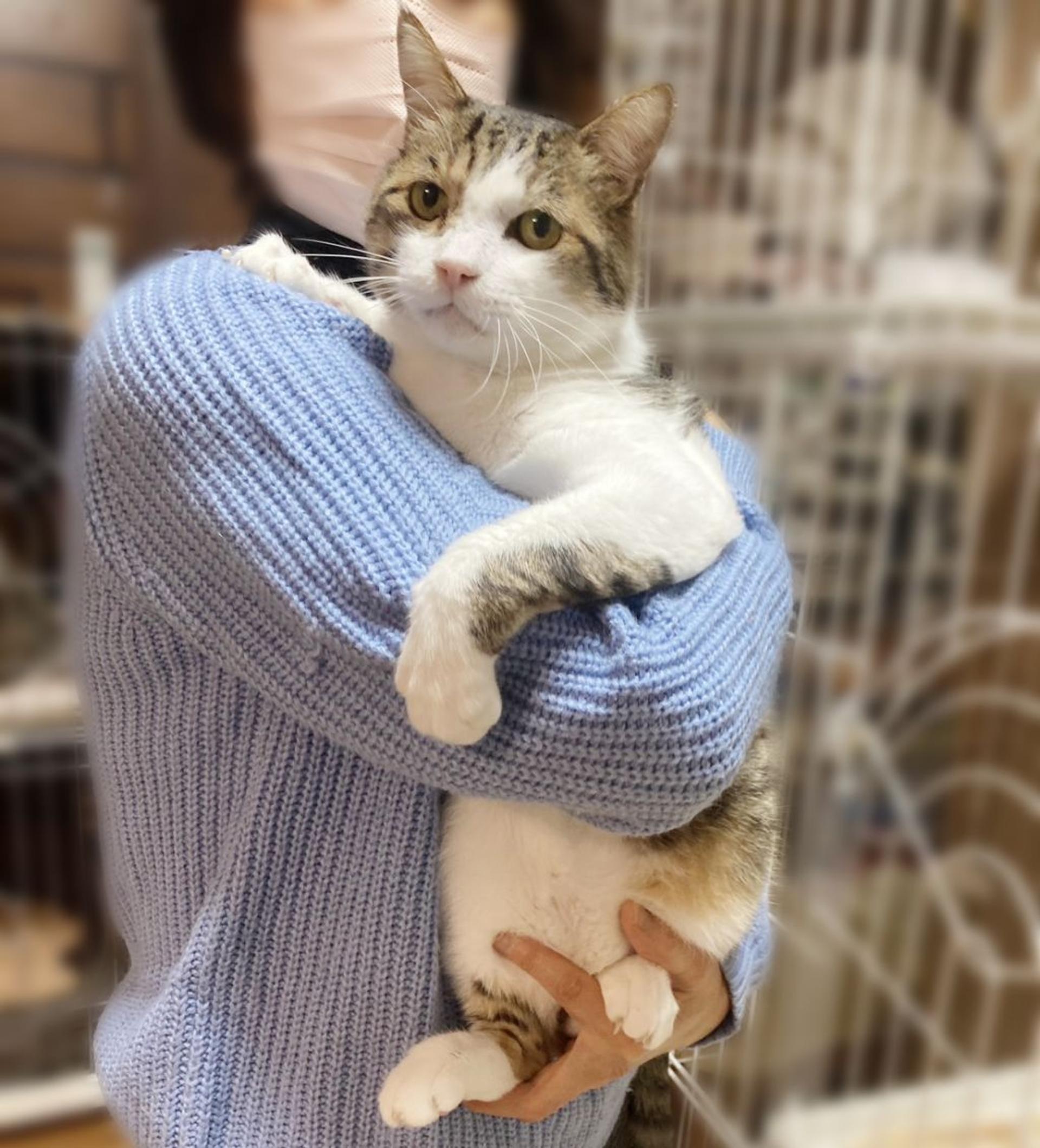 pet-image-2