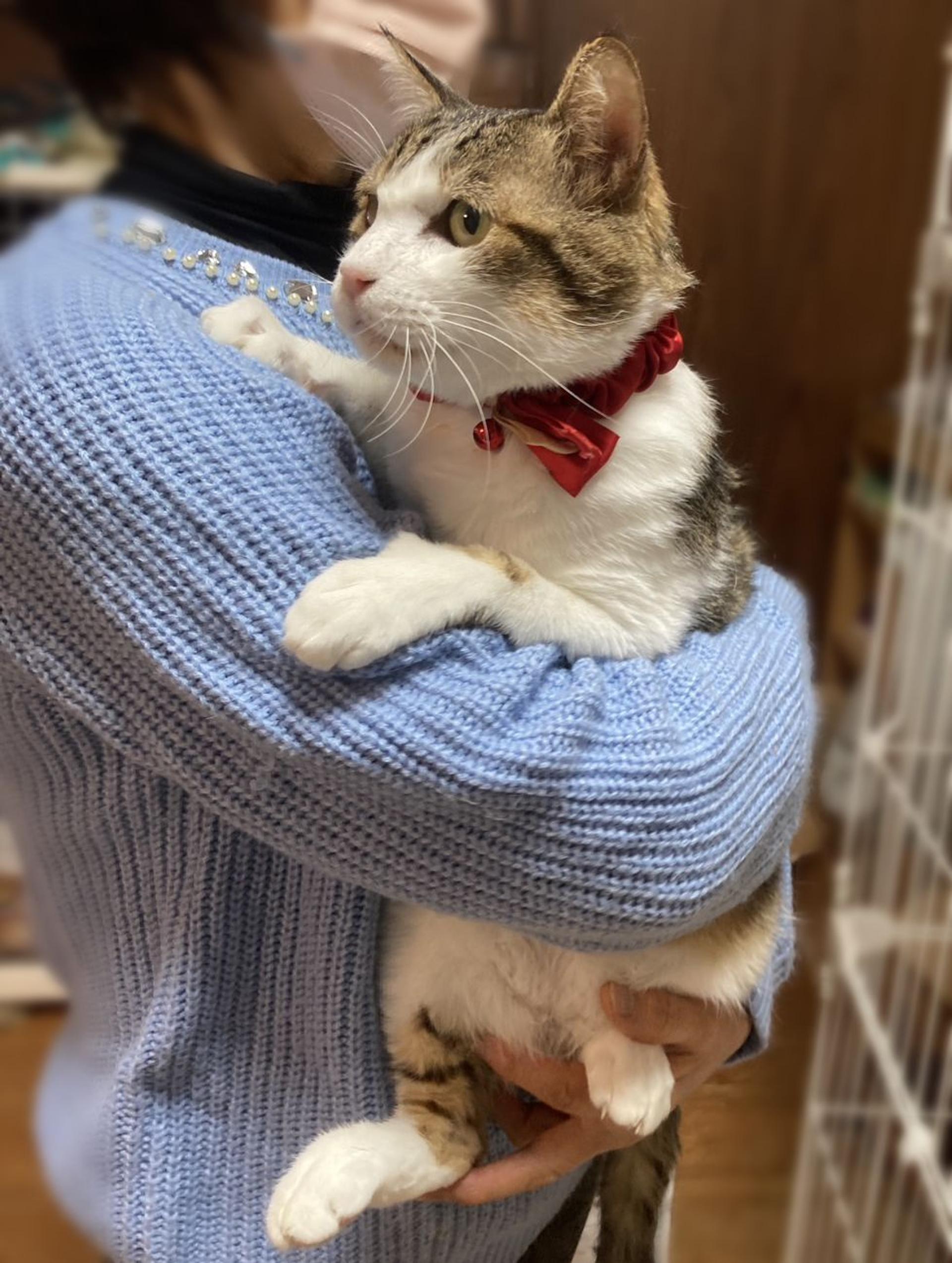 pet-image-3