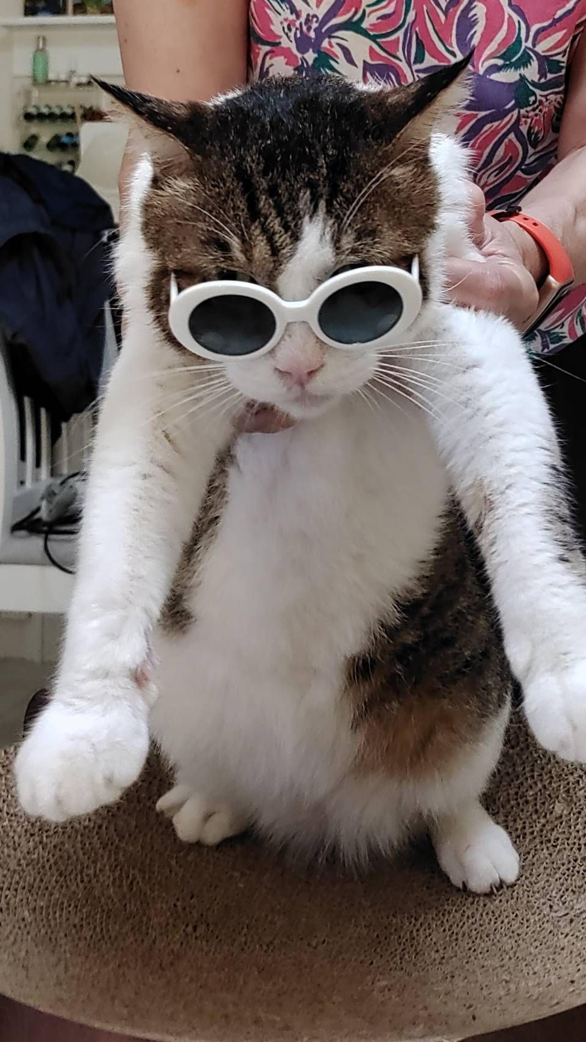 pet-image-7