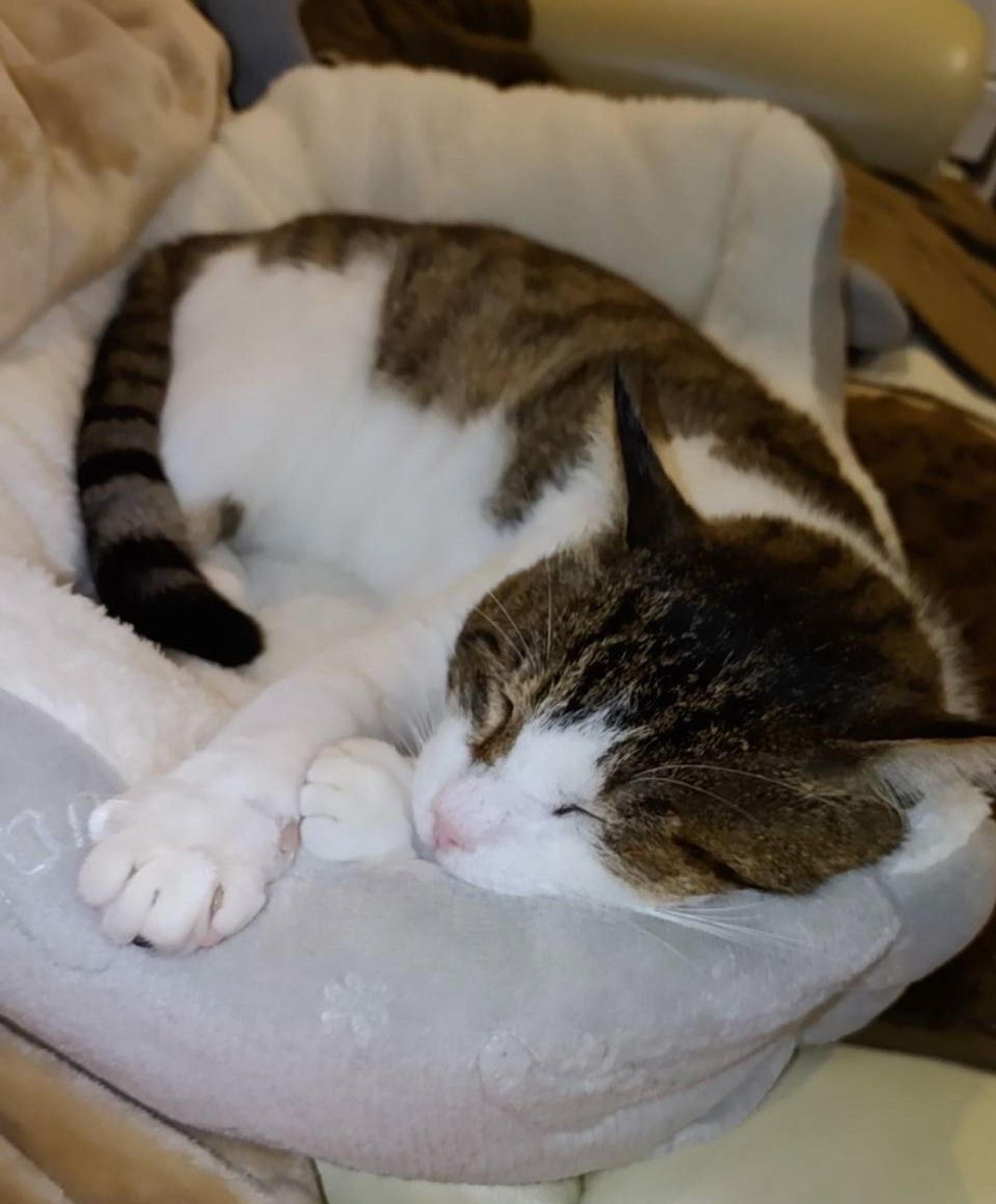 pet-image-8