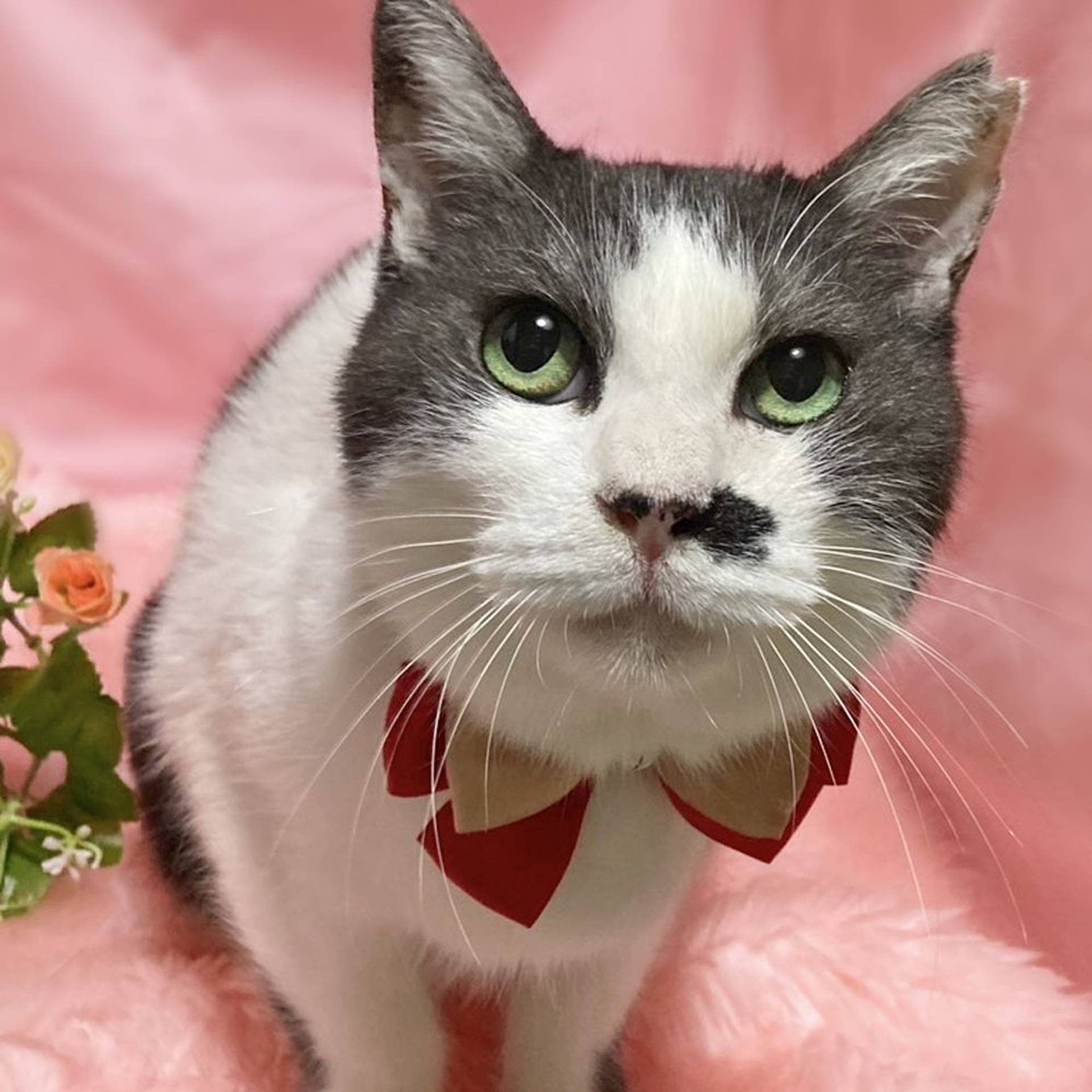 雑種（ミックス猫）・メスの里親募集の写真