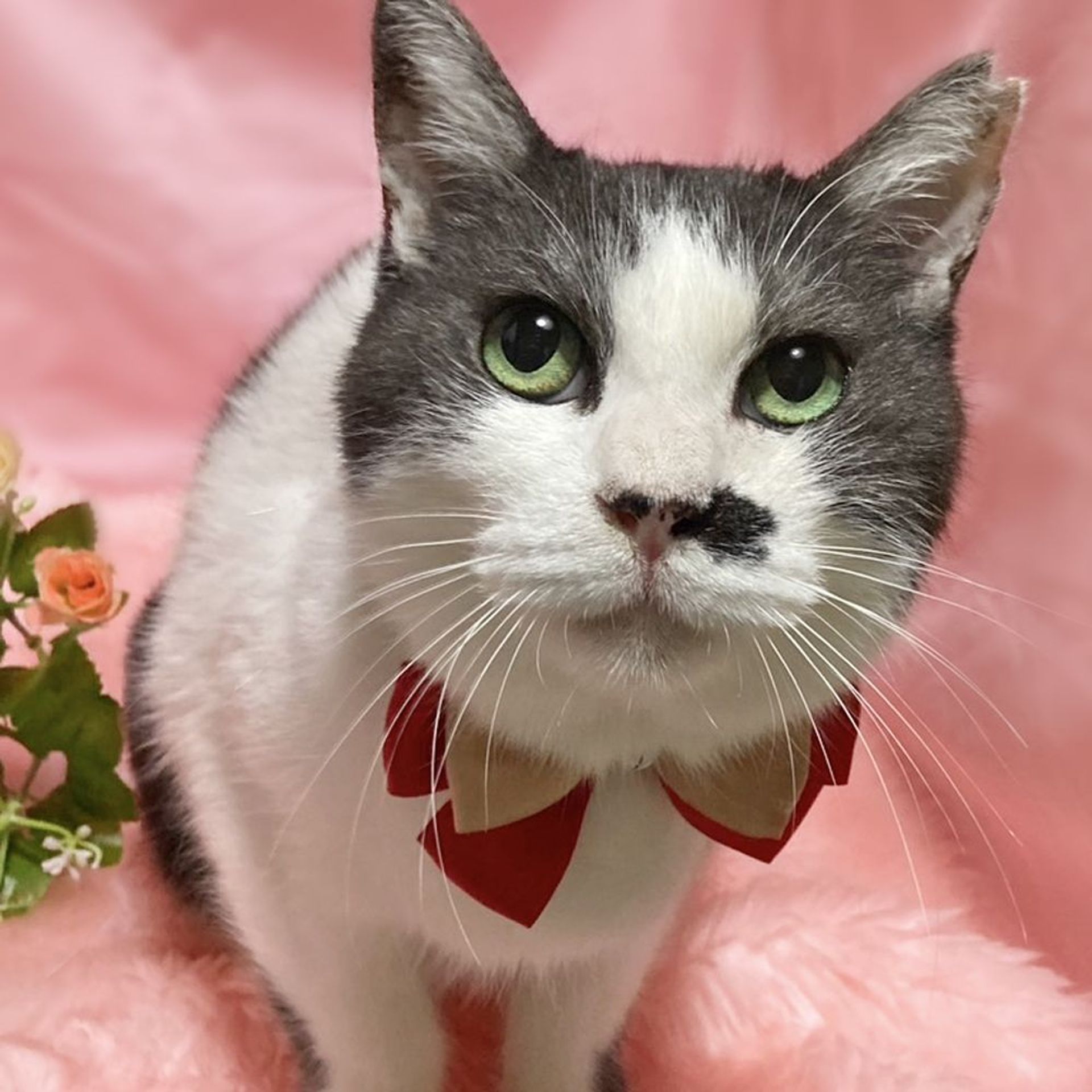 雑種（ミックス猫）・メスの里親募集の写真