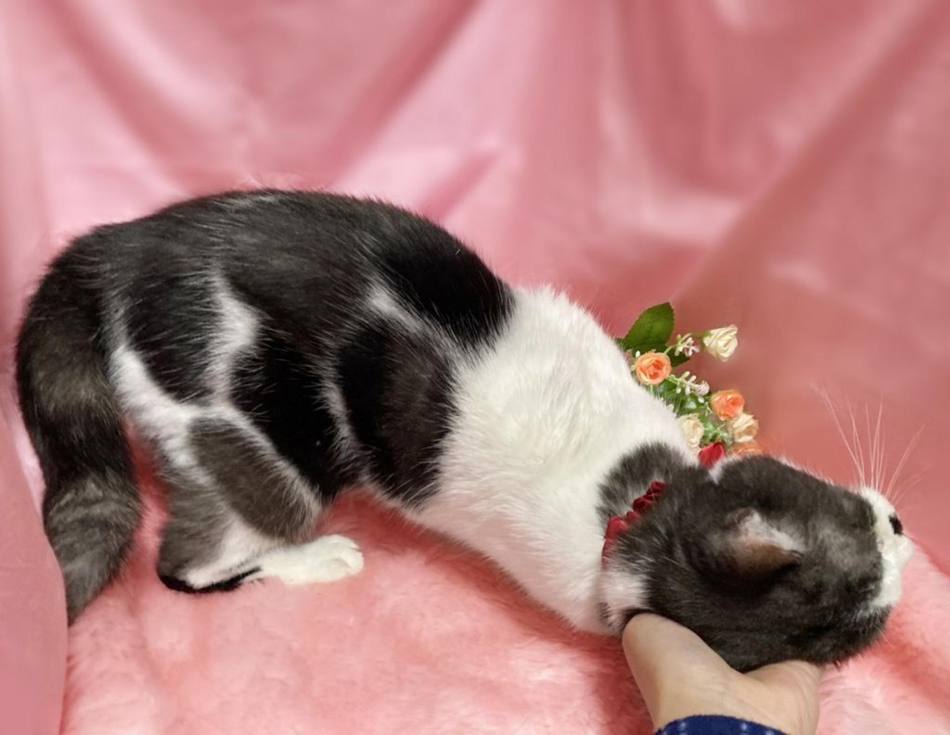 pet-image-2