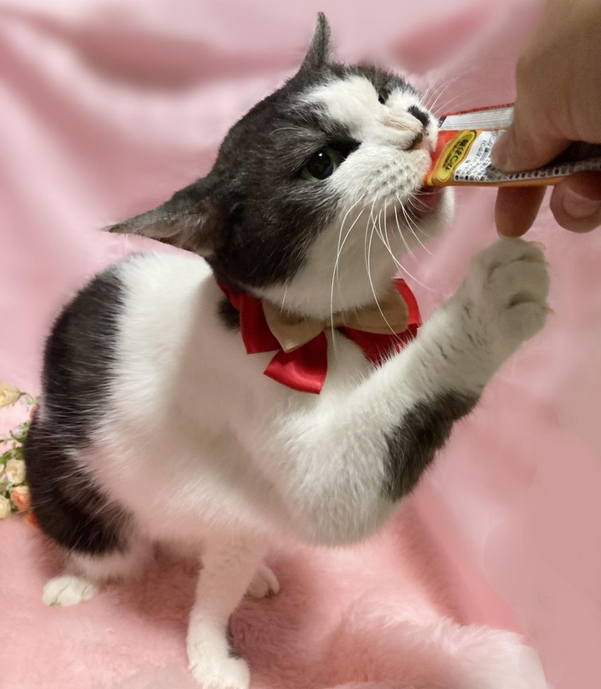 pet-image-3