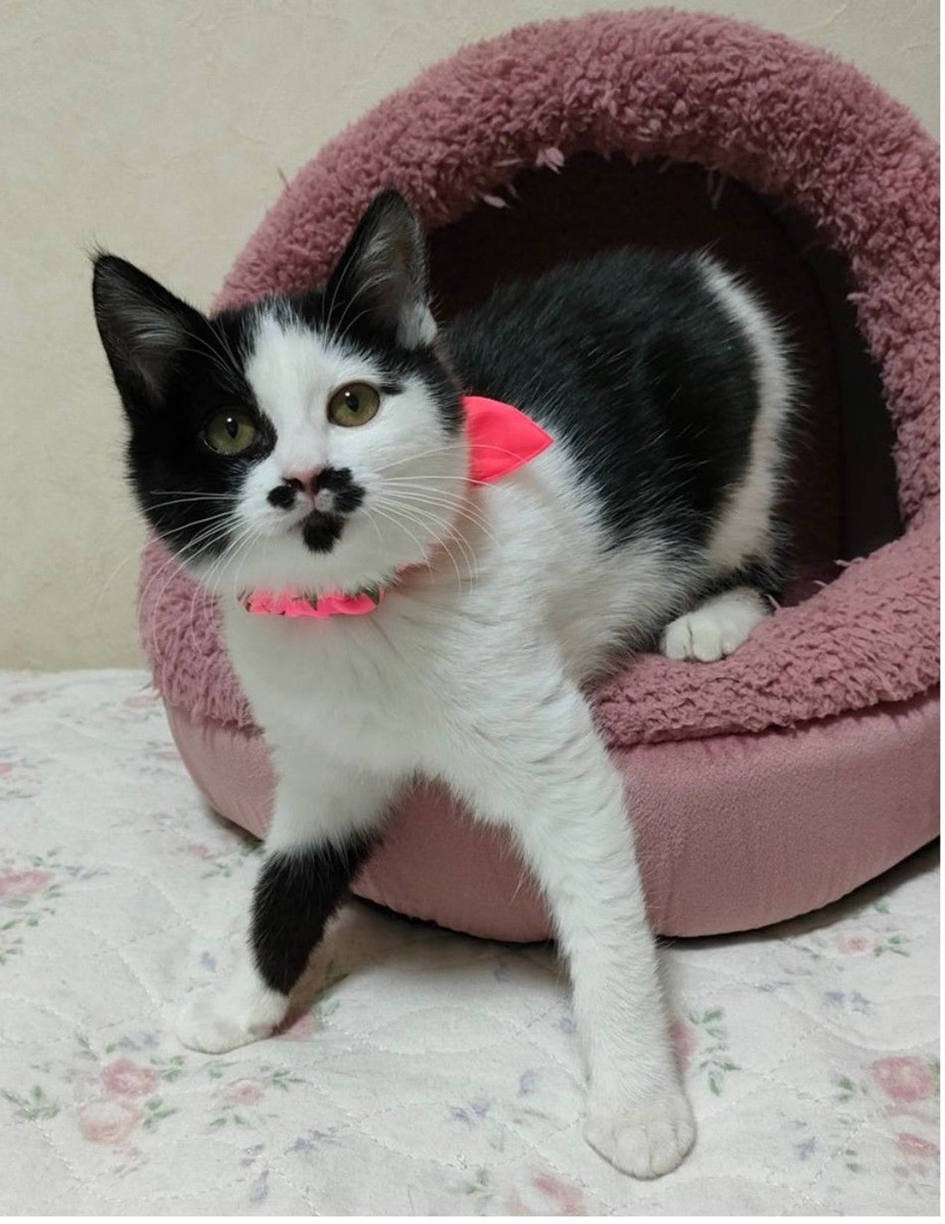 雑種（ミックス猫）・メスの里親募集の写真