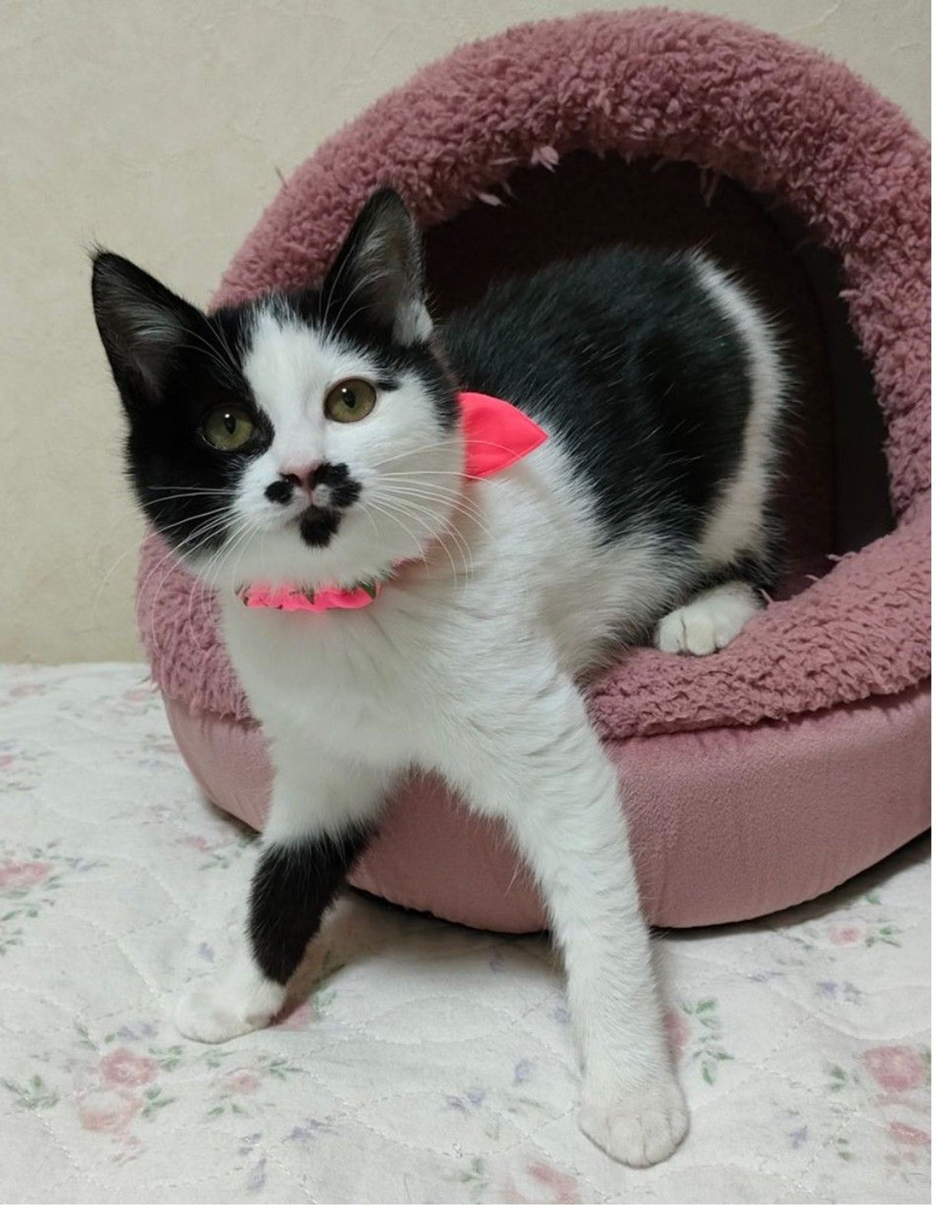 雑種（ミックス猫）・メスの里親募集の写真
