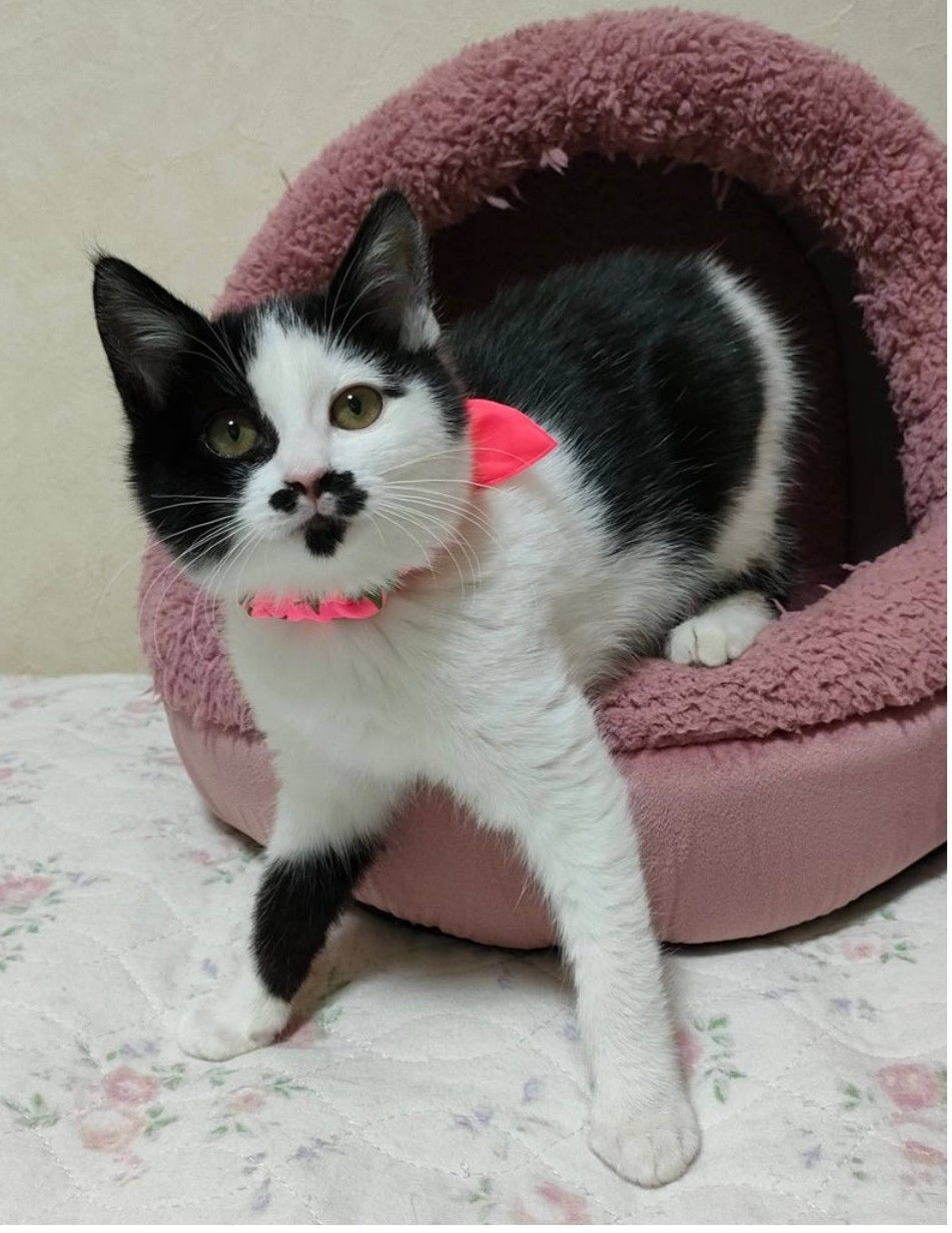 雑種（ミックス猫）・メスの里親募集の写真