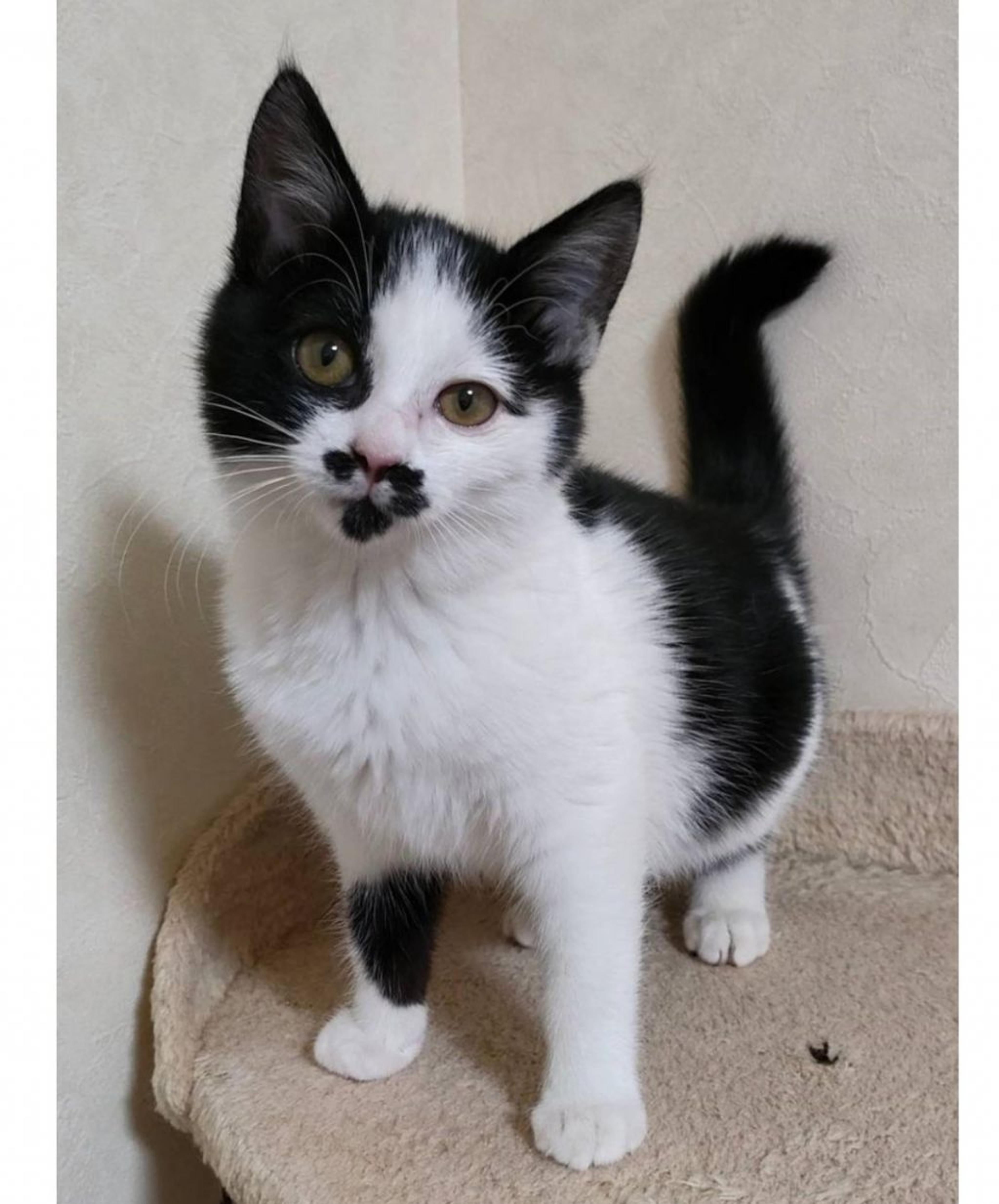 pet-image-2