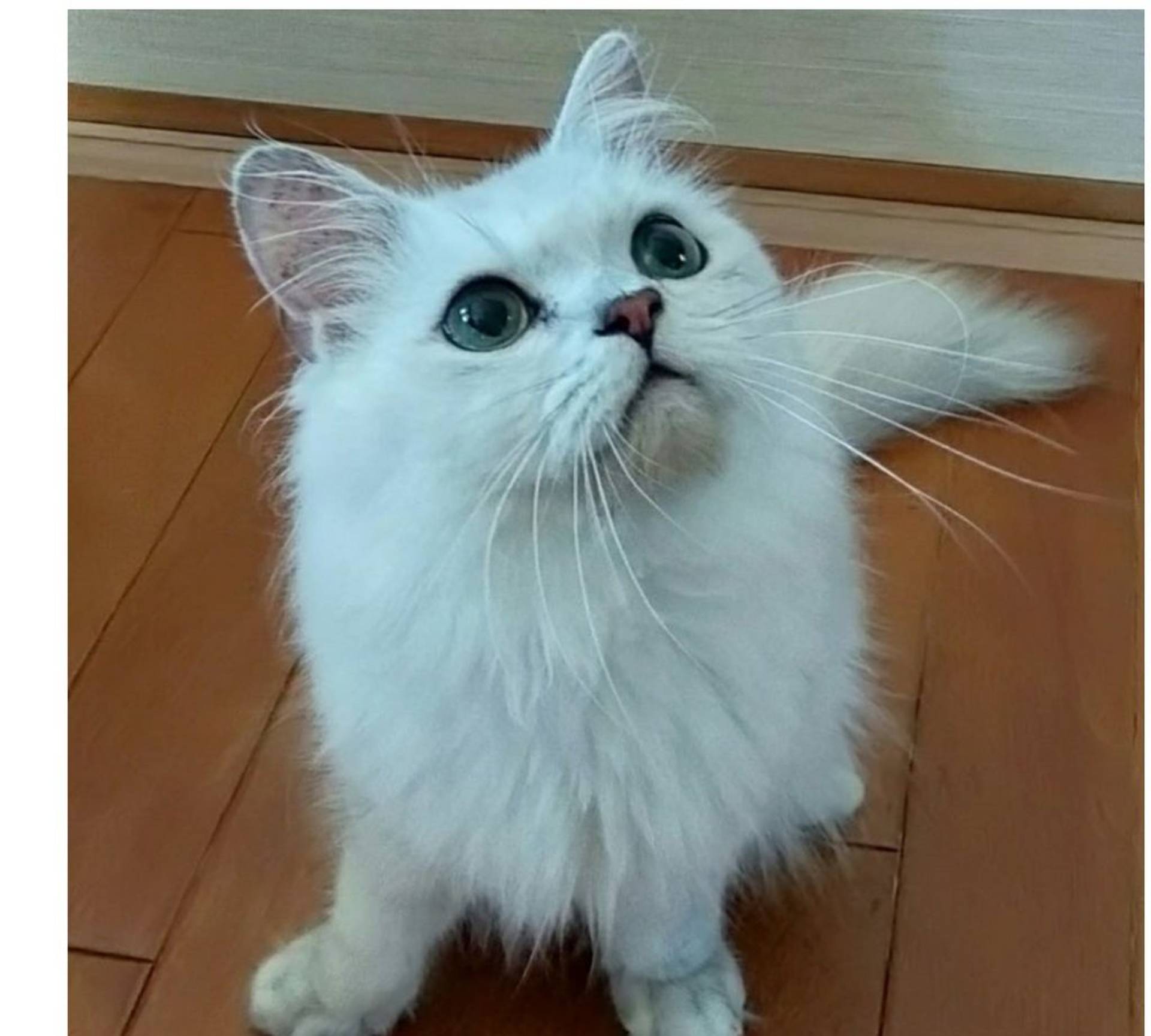 ペルシャ・オスの里親募集の写真