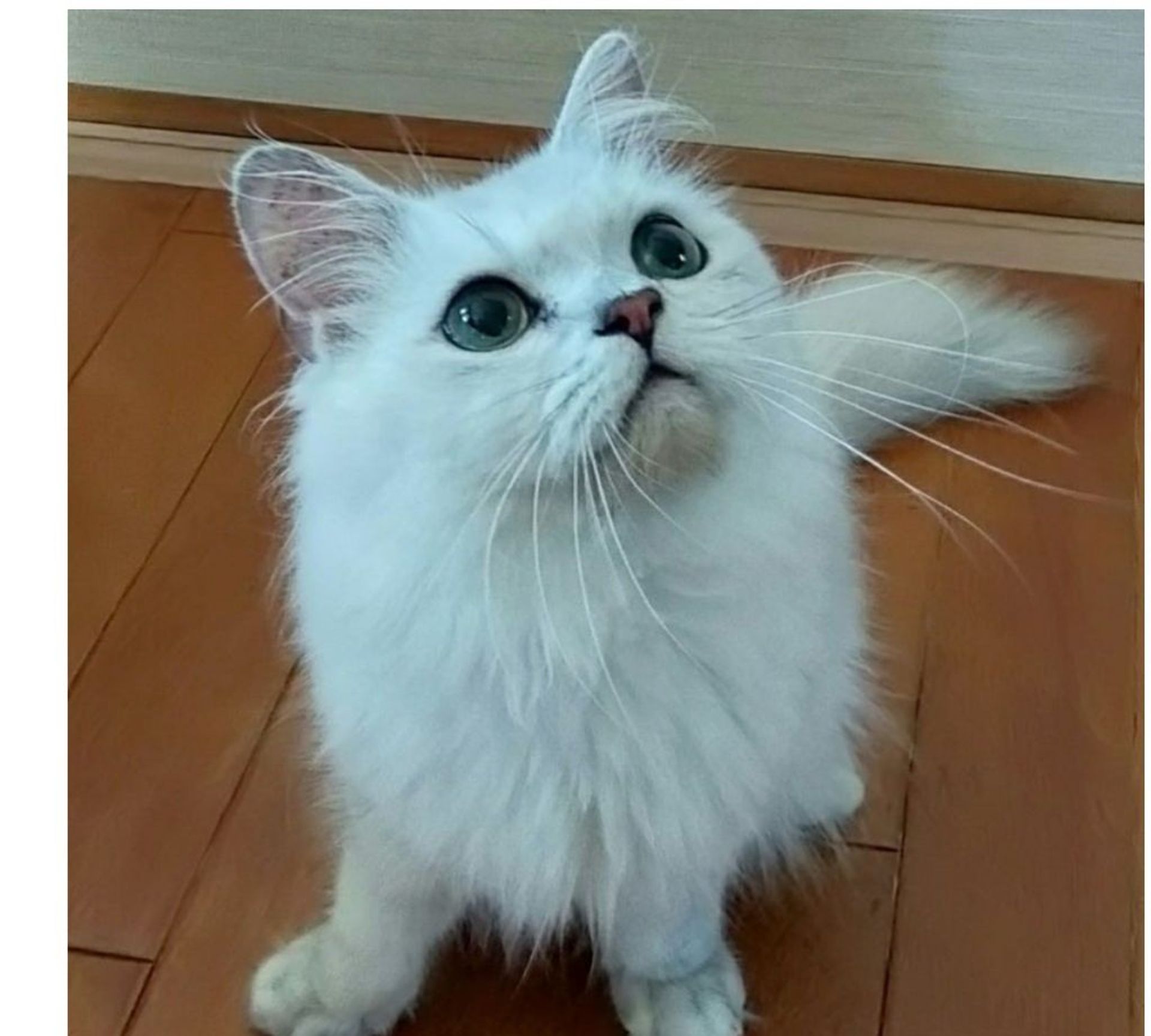 ペルシャ・オスの里親募集の写真