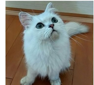 ダイフクくん