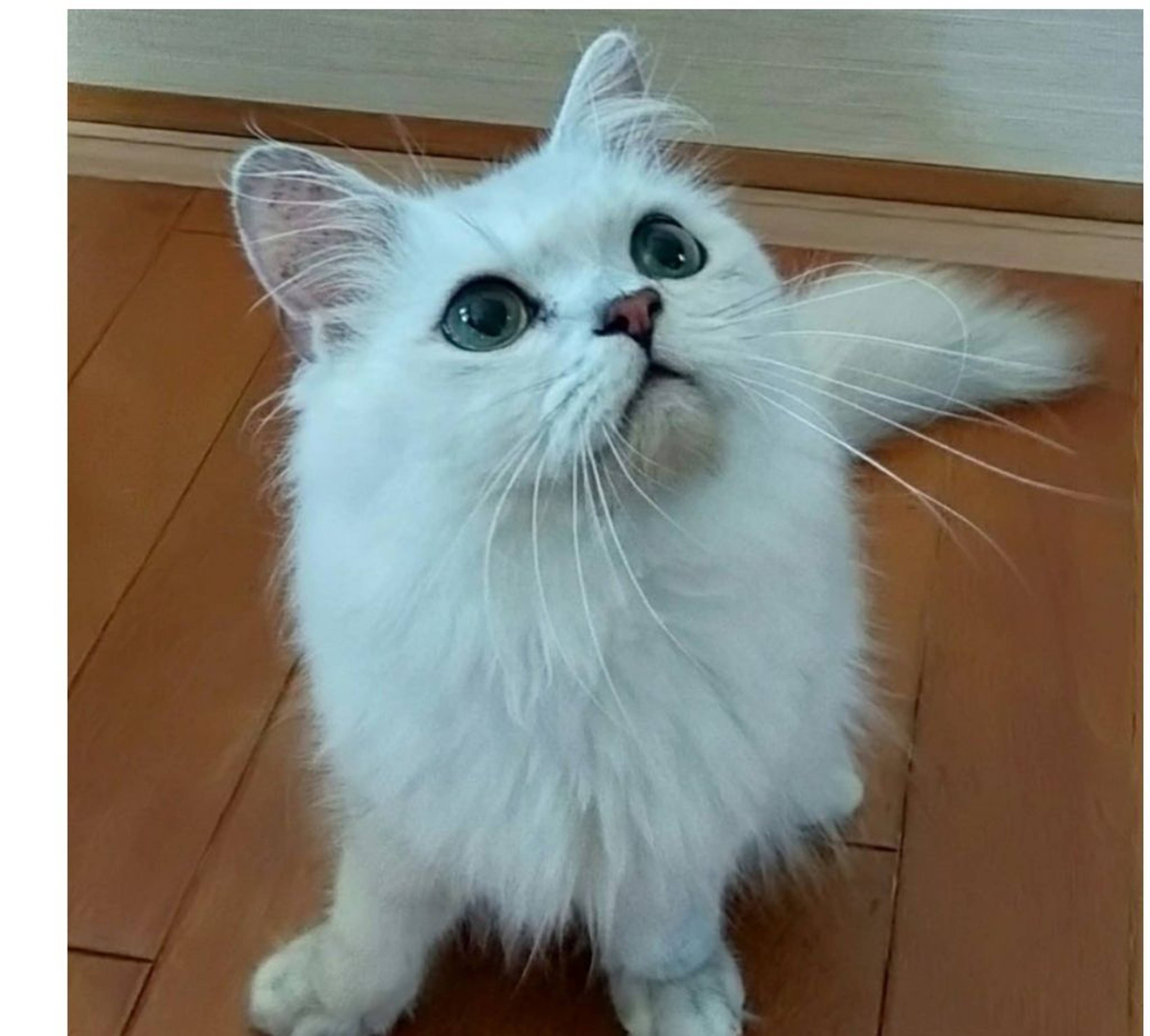 ペルシャ・オスの里親募集の写真