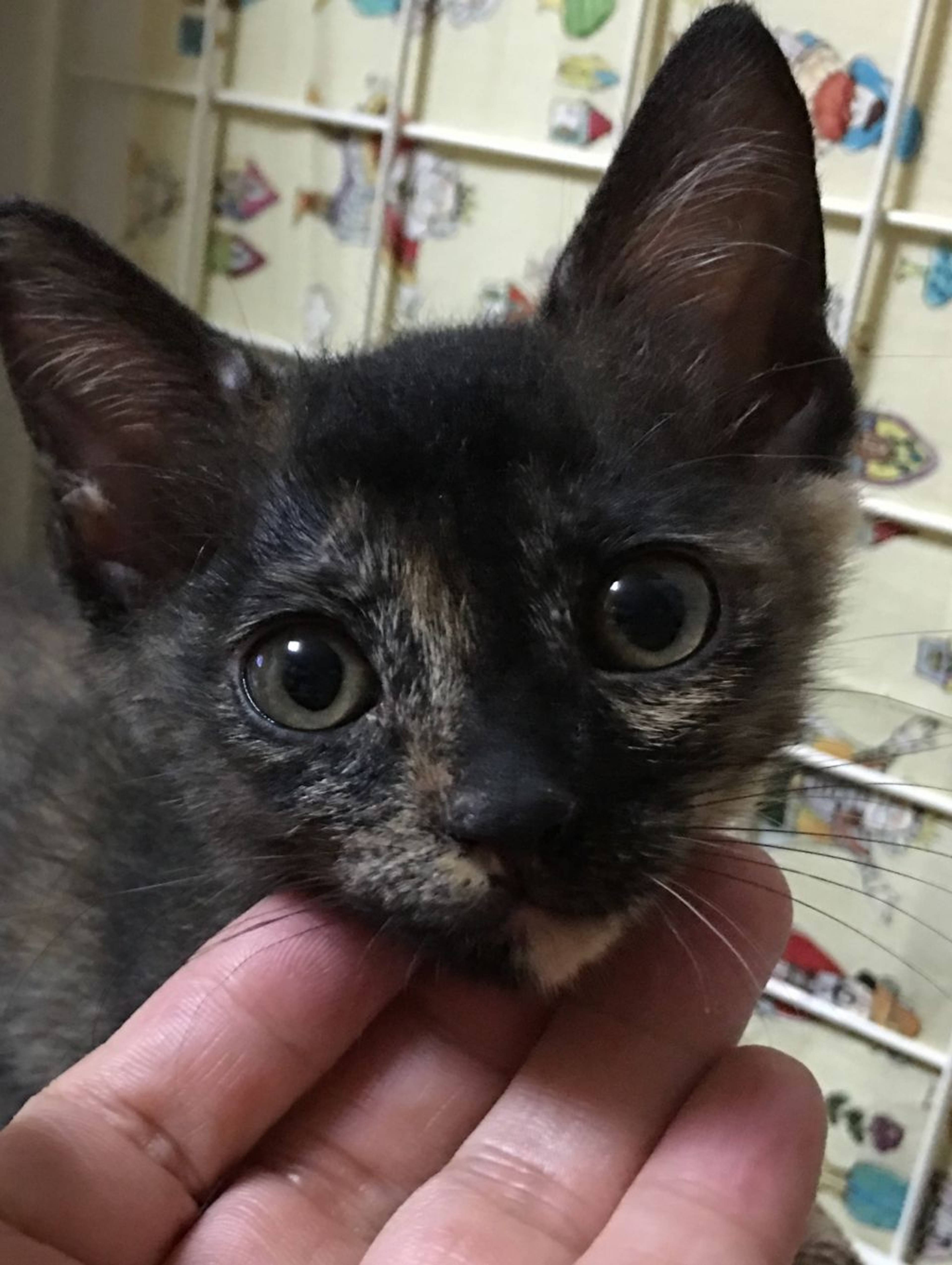 雑種（ミックス猫）・メスの里親募集の写真