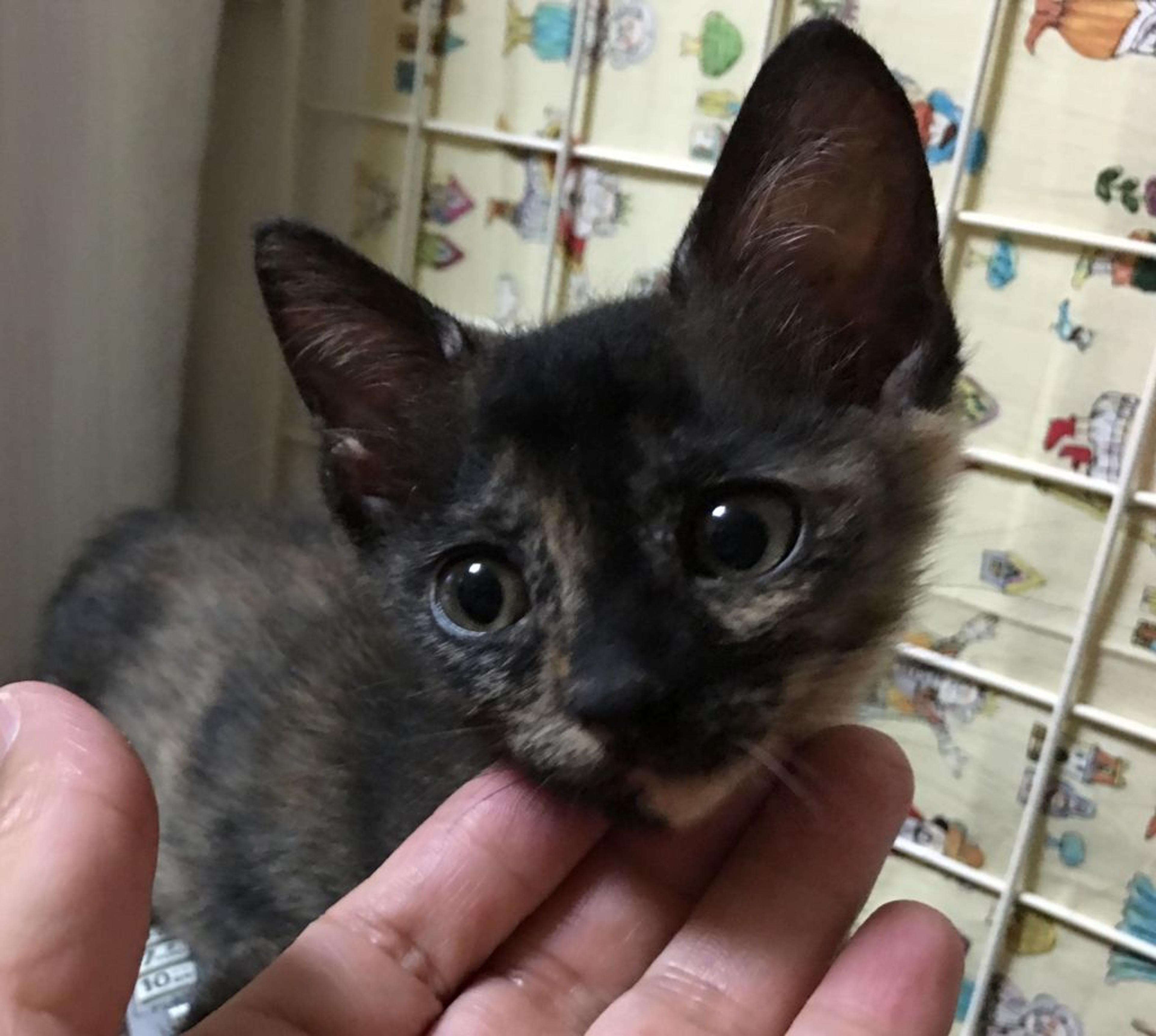pet-image-2