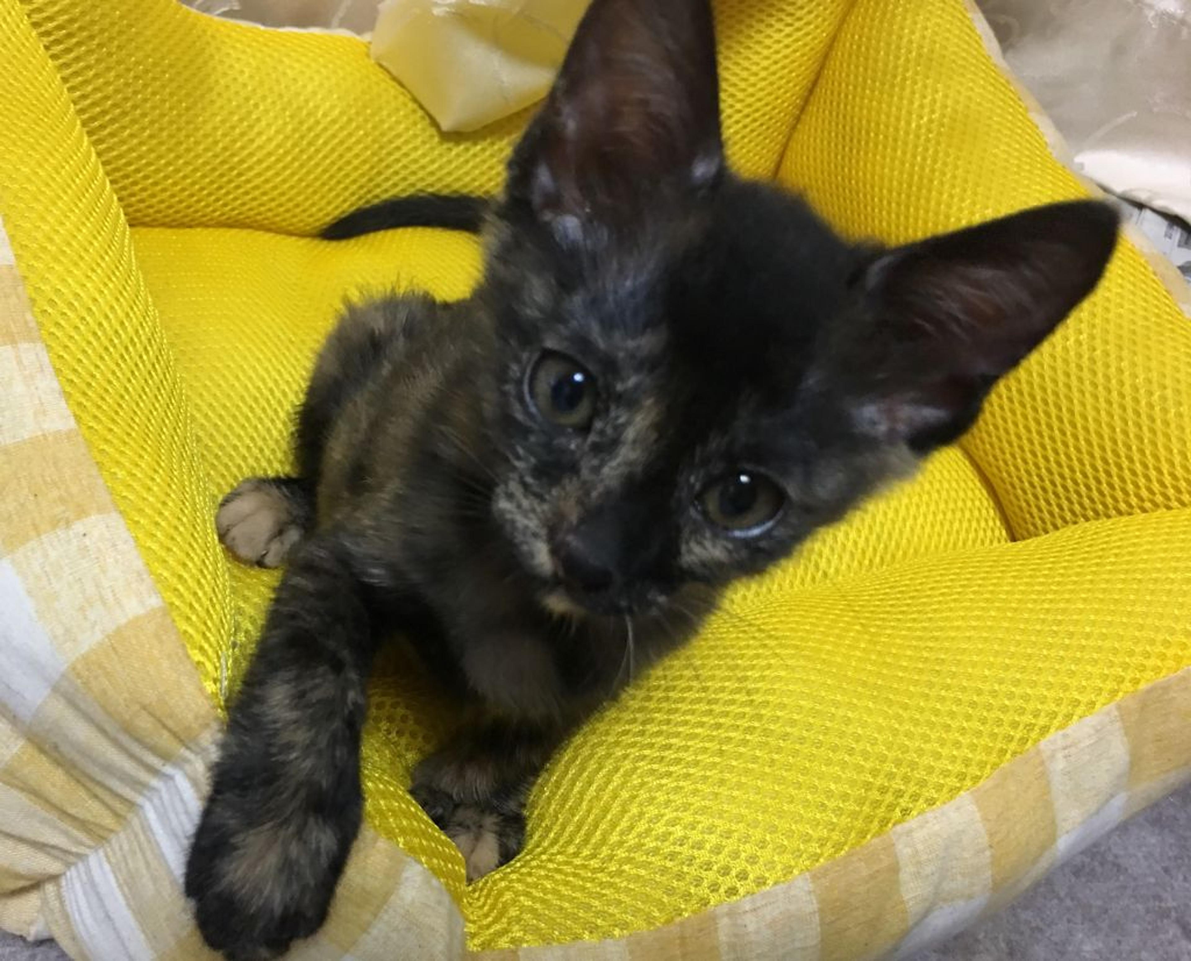 pet-image-3