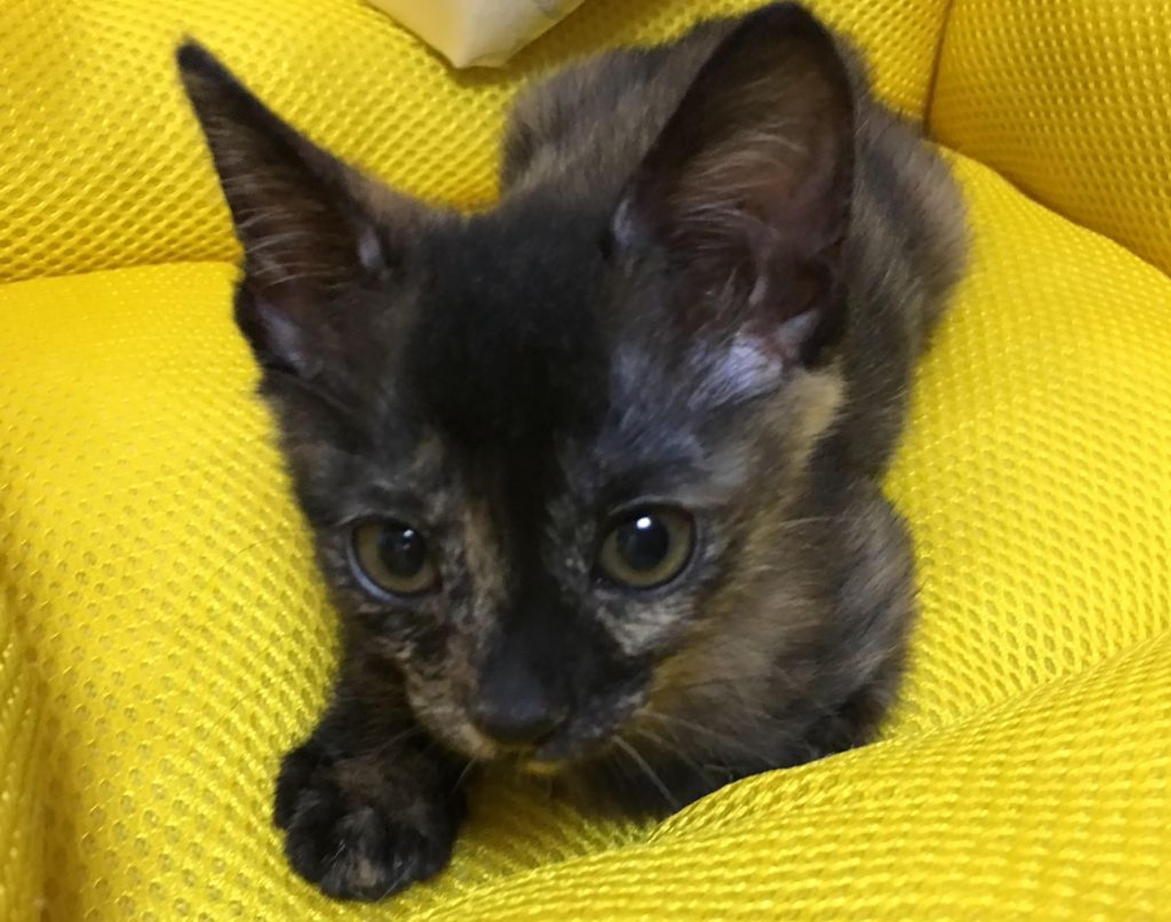 pet-image-4
