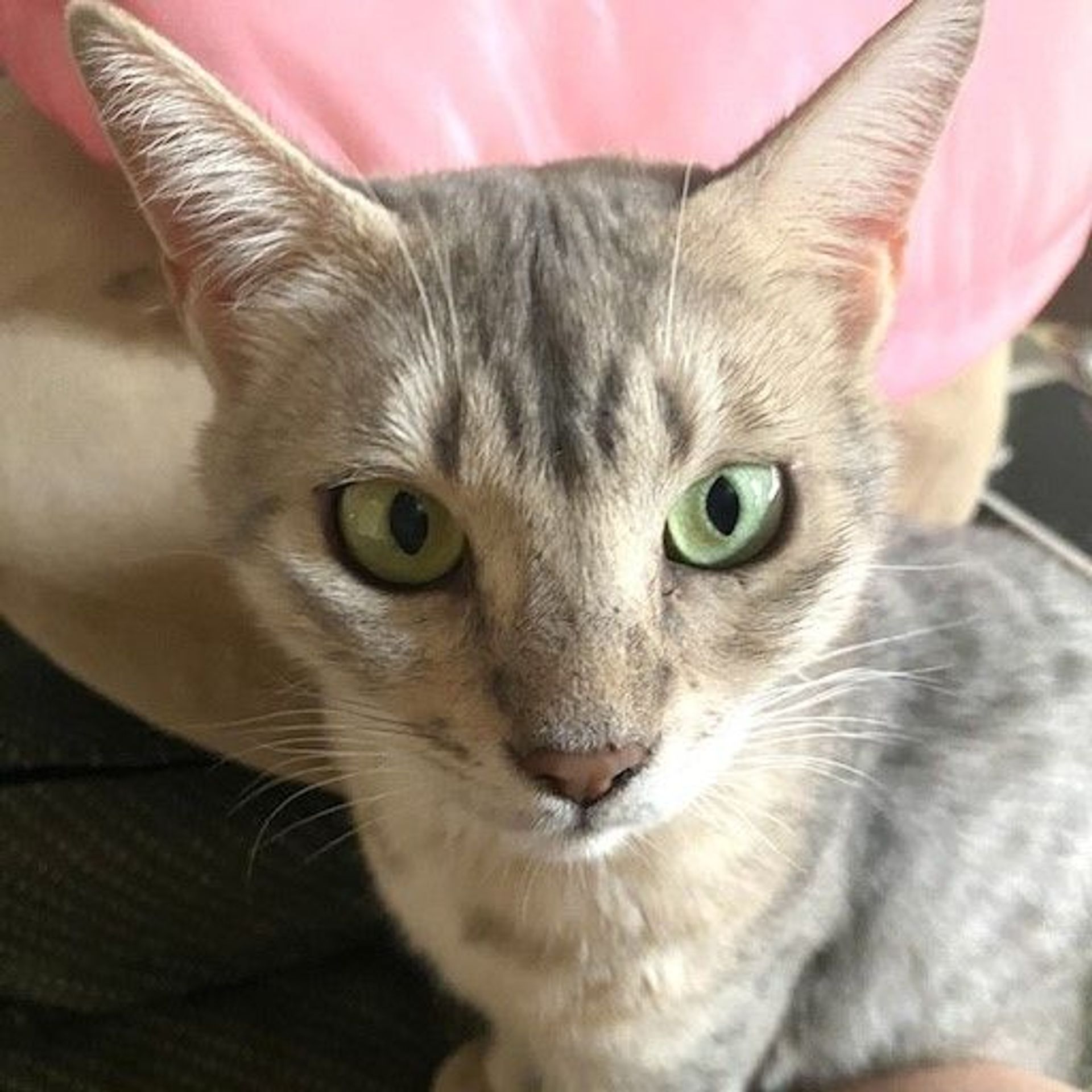 雑種（ミックス猫）・メスの里親募集の写真