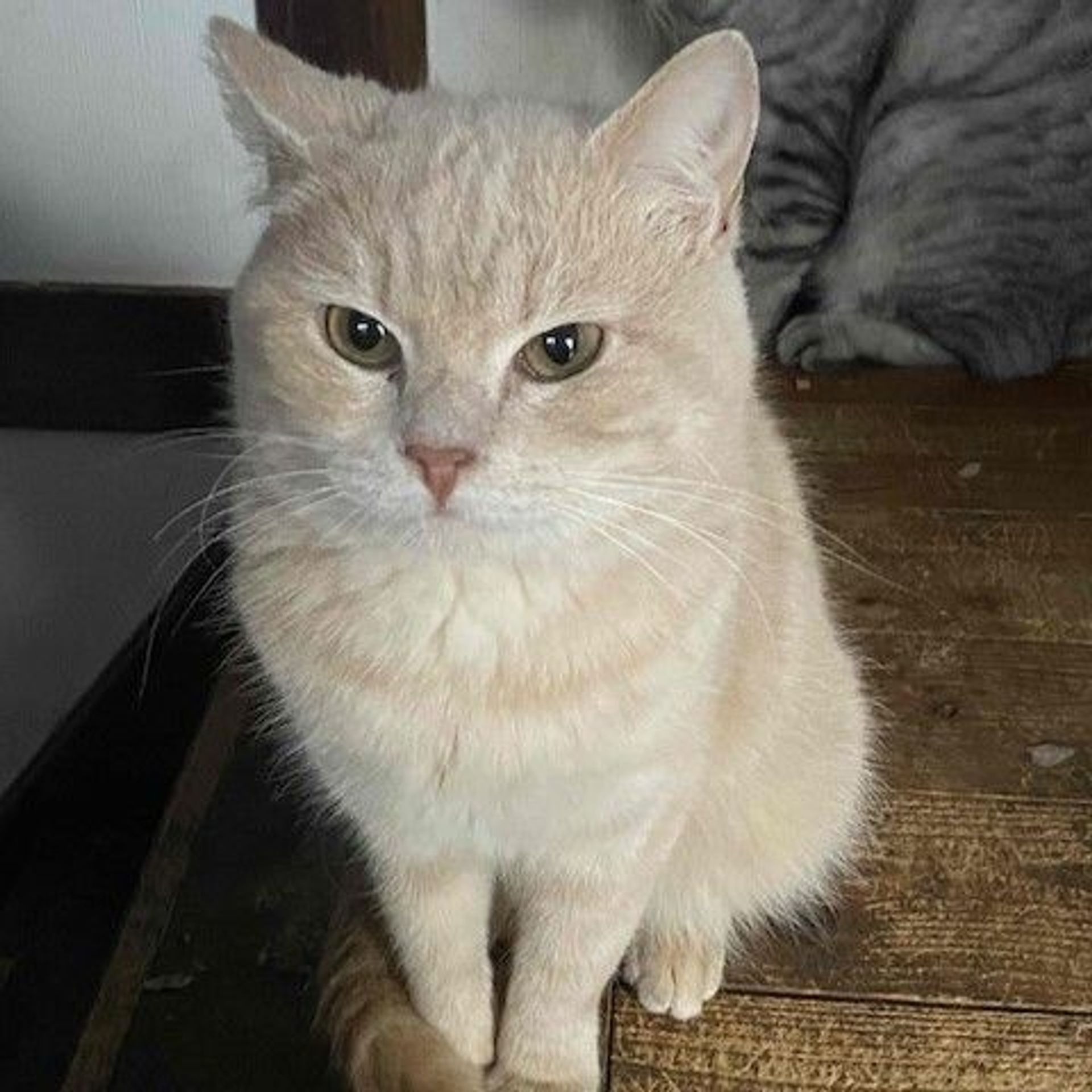 雑種（ミックス猫）・オスの里親募集の写真