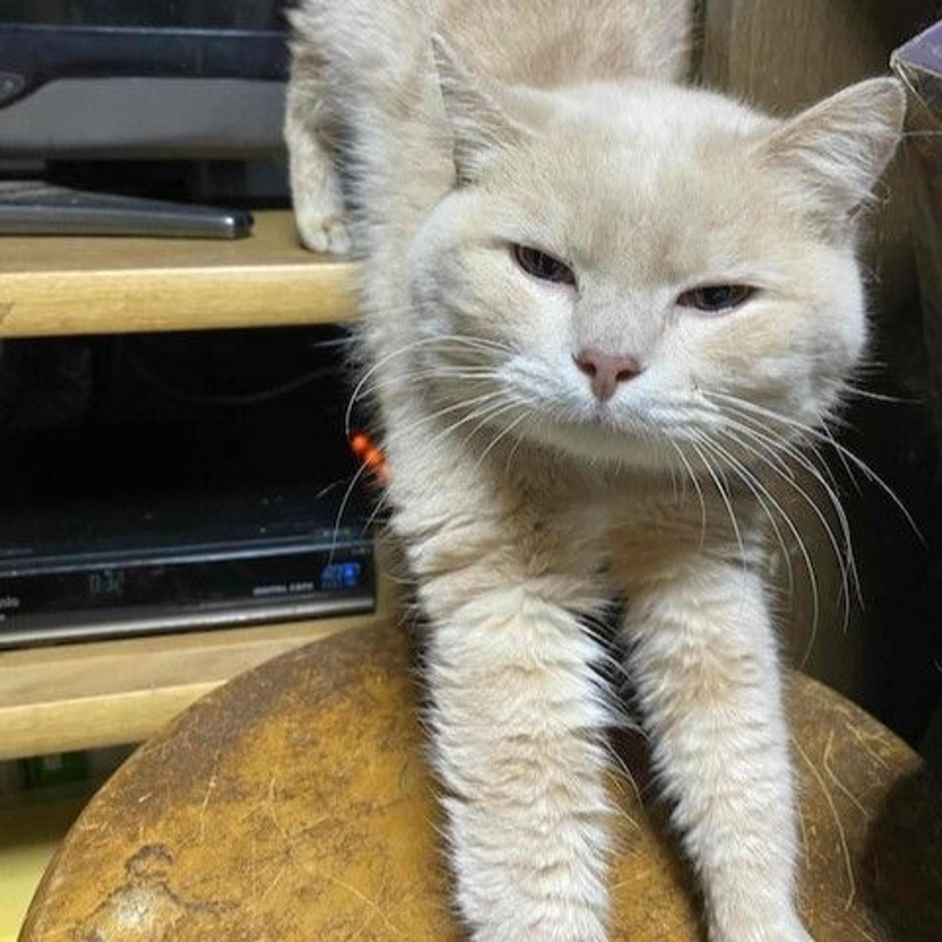 pet-image-2