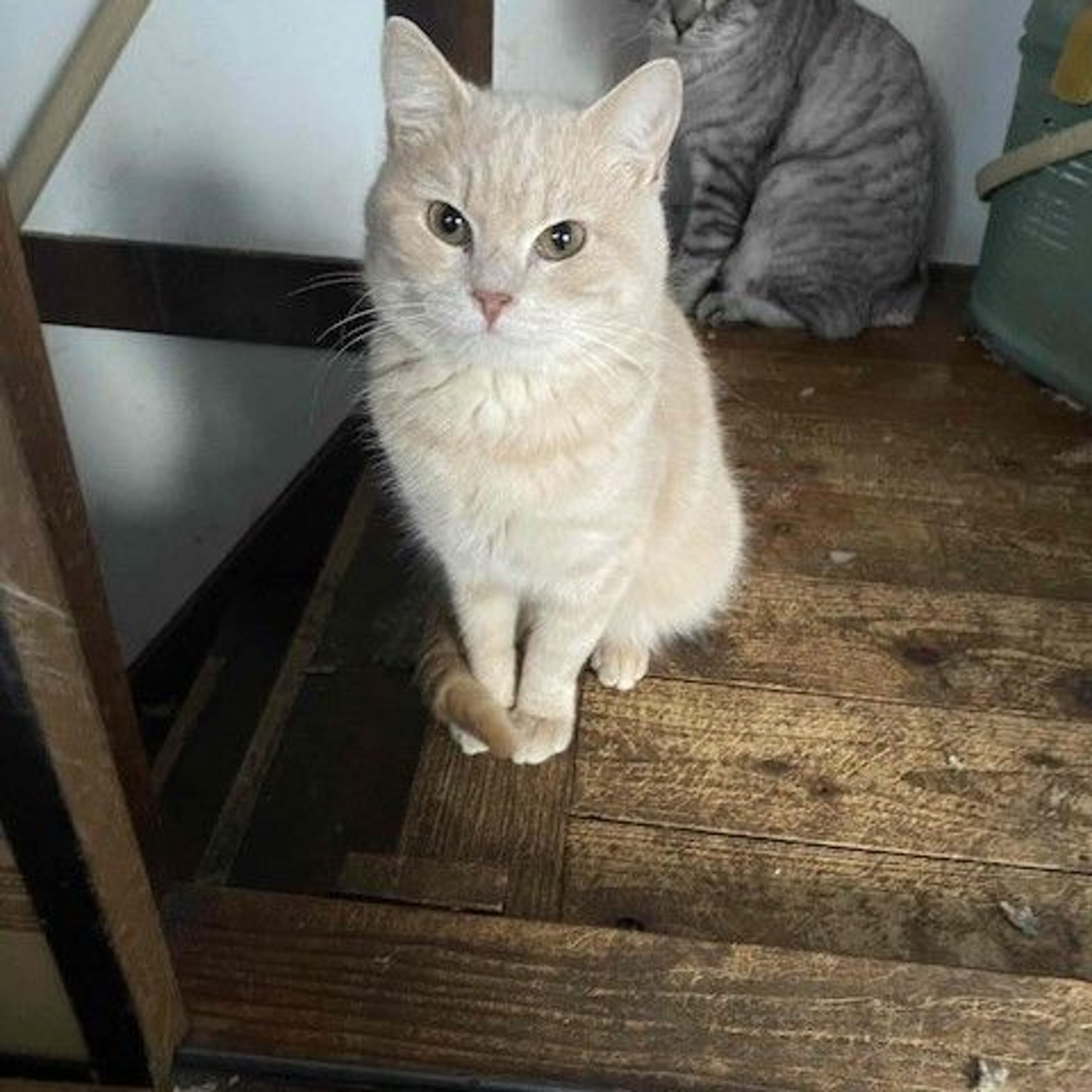pet-image-3