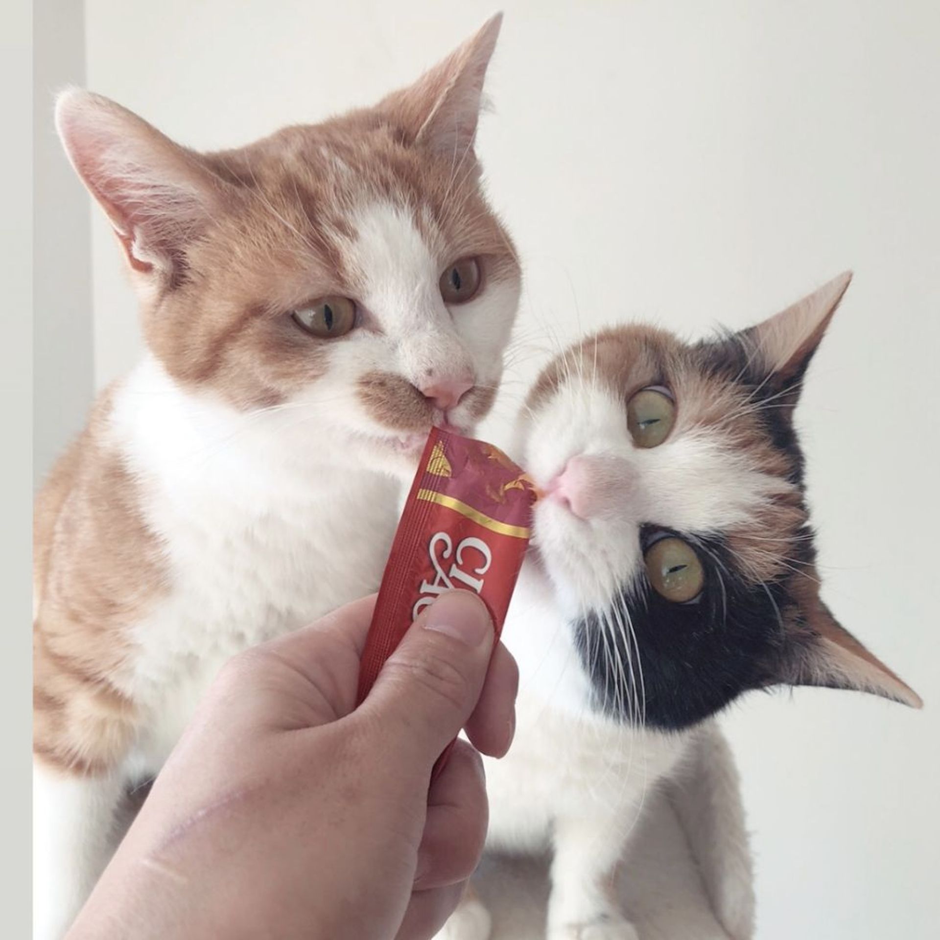 雑種（ミックス猫）・メスの里親募集の写真