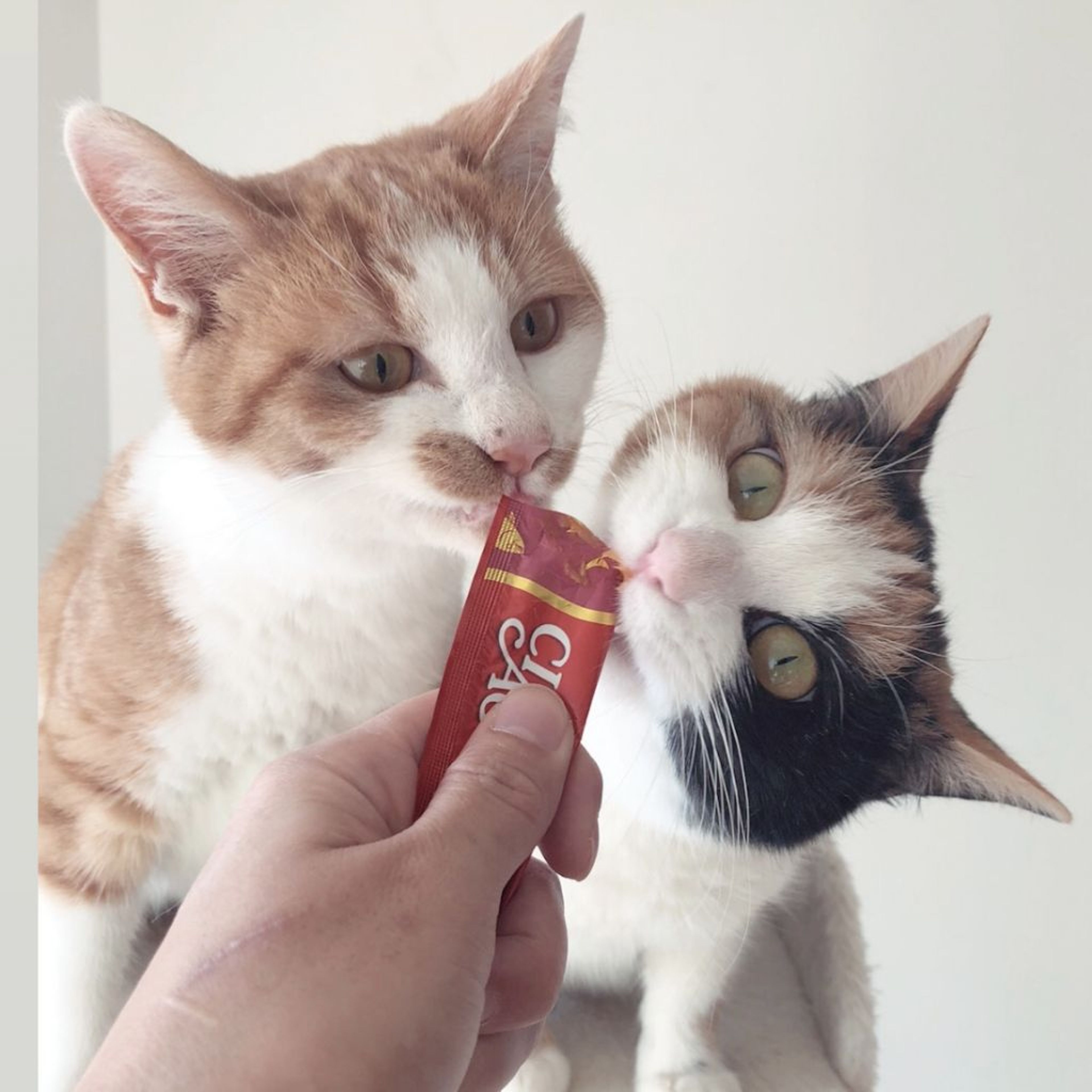雑種（ミックス猫）・メスの里親募集の写真