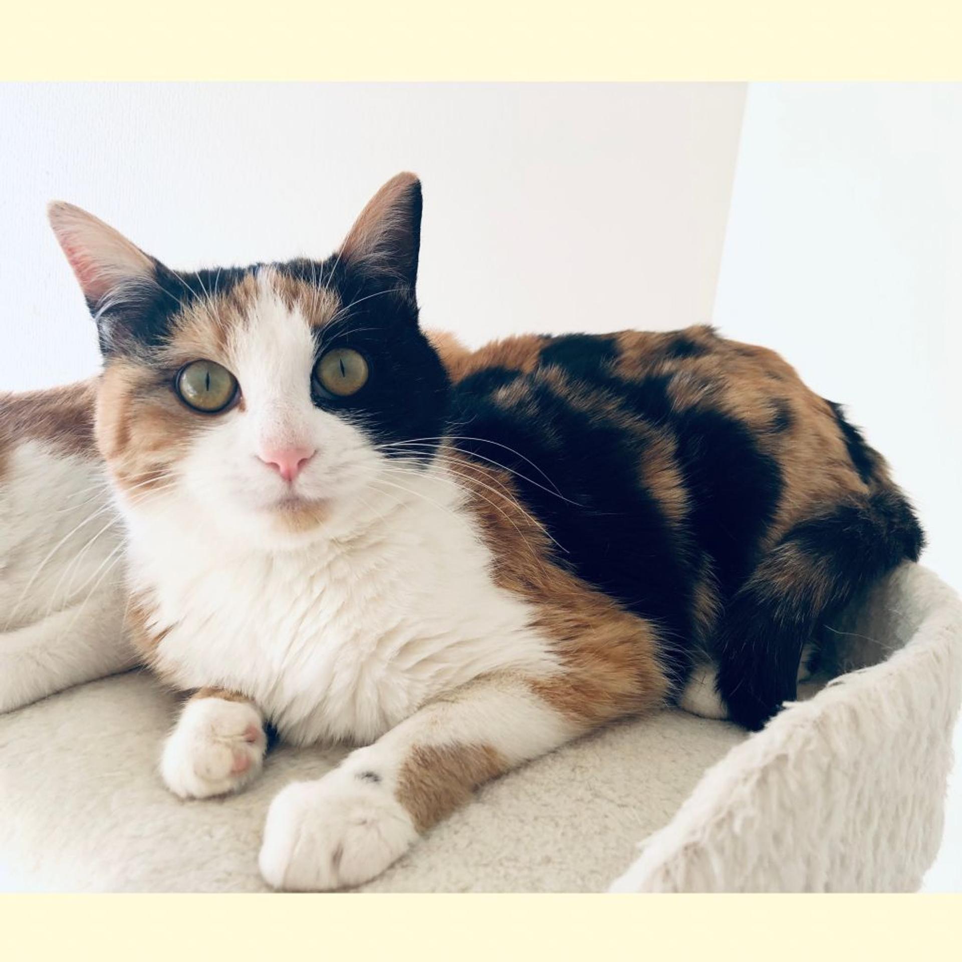 pet-image-3