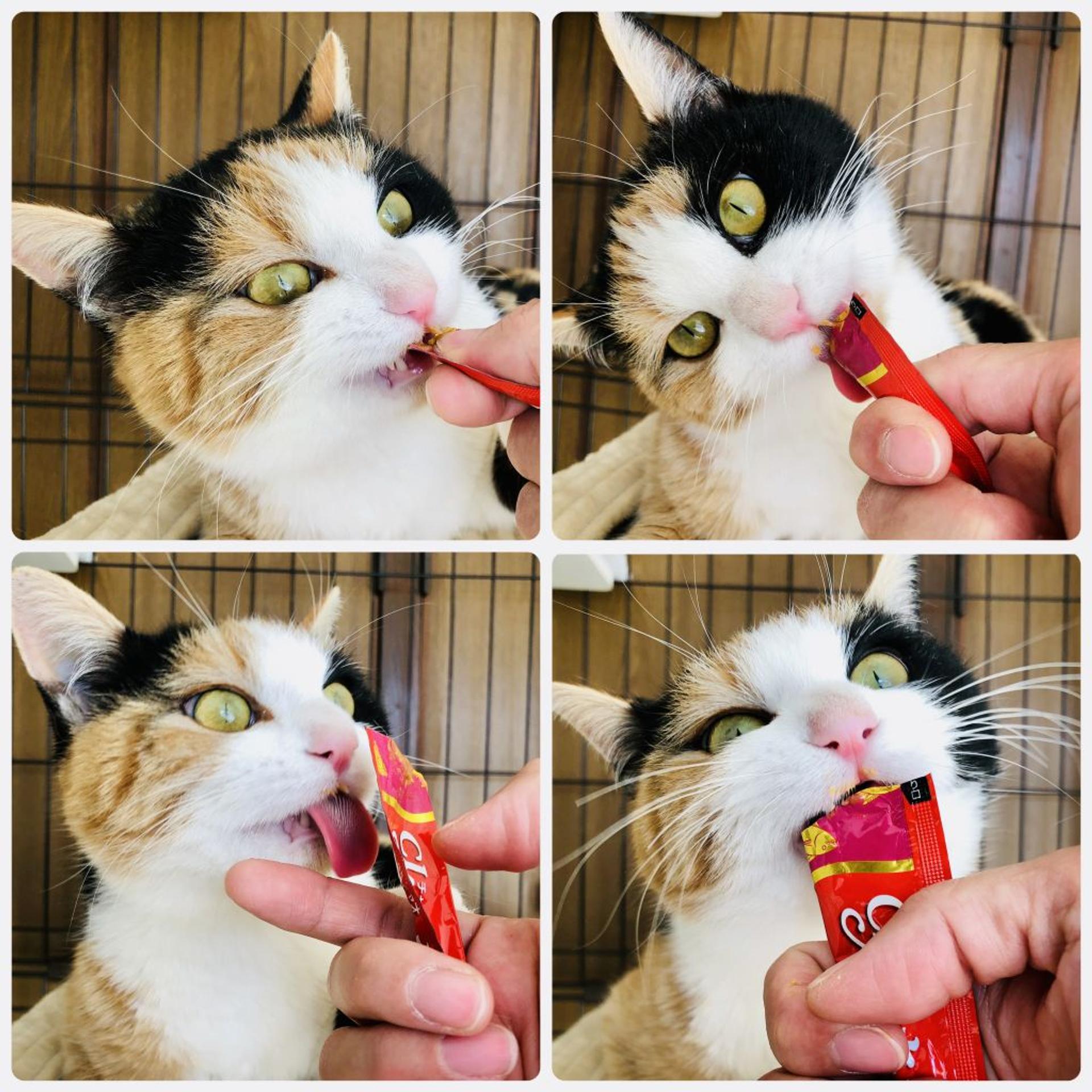 pet-image-5