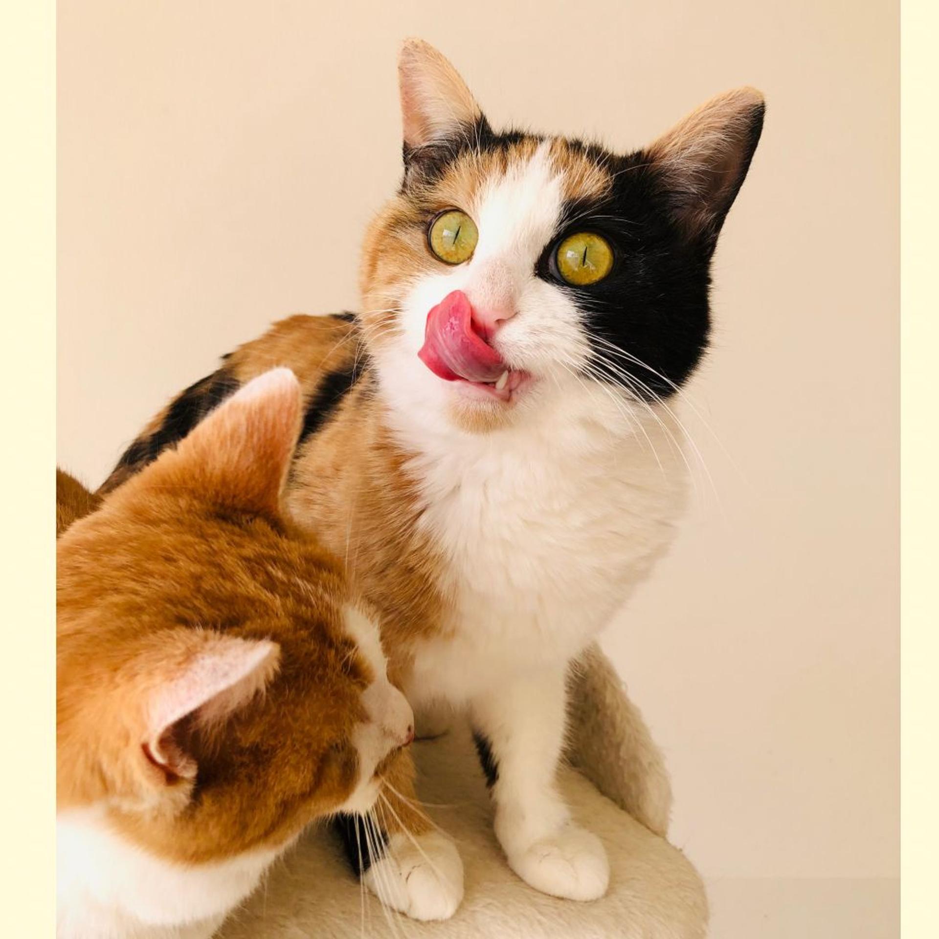pet-image-8