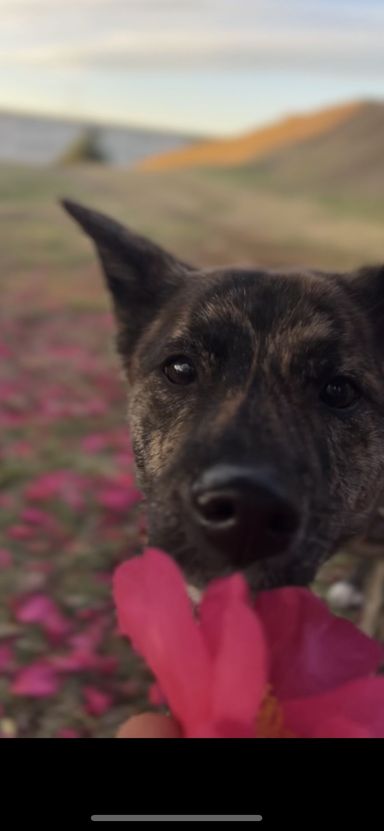 Cool beauty 雑種の子犬ちびちゃん