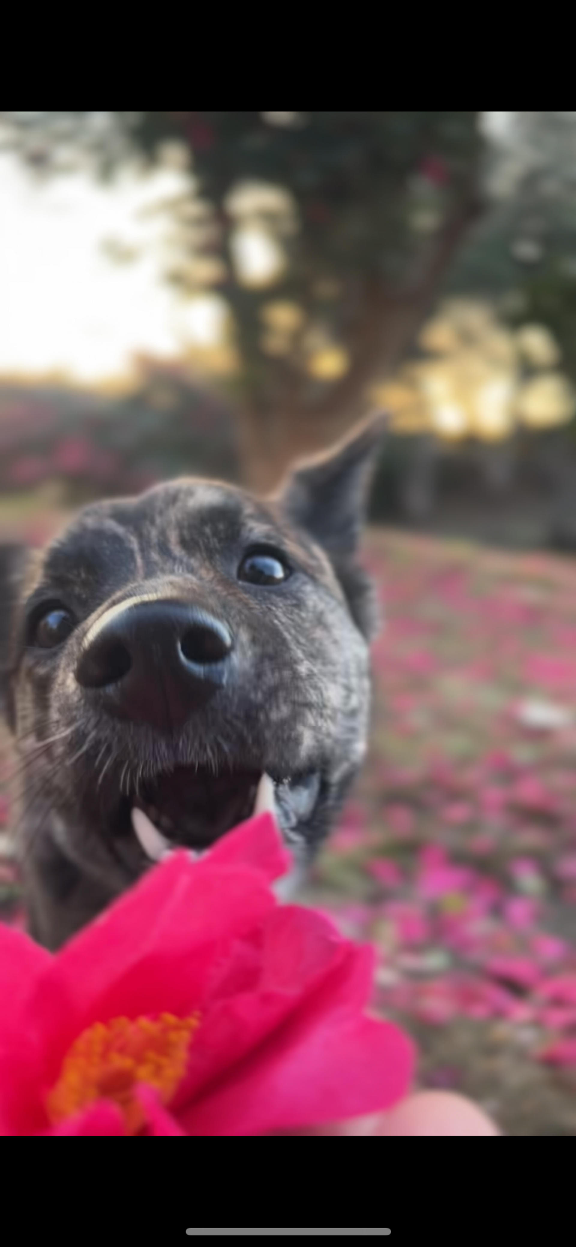 pet-image-4