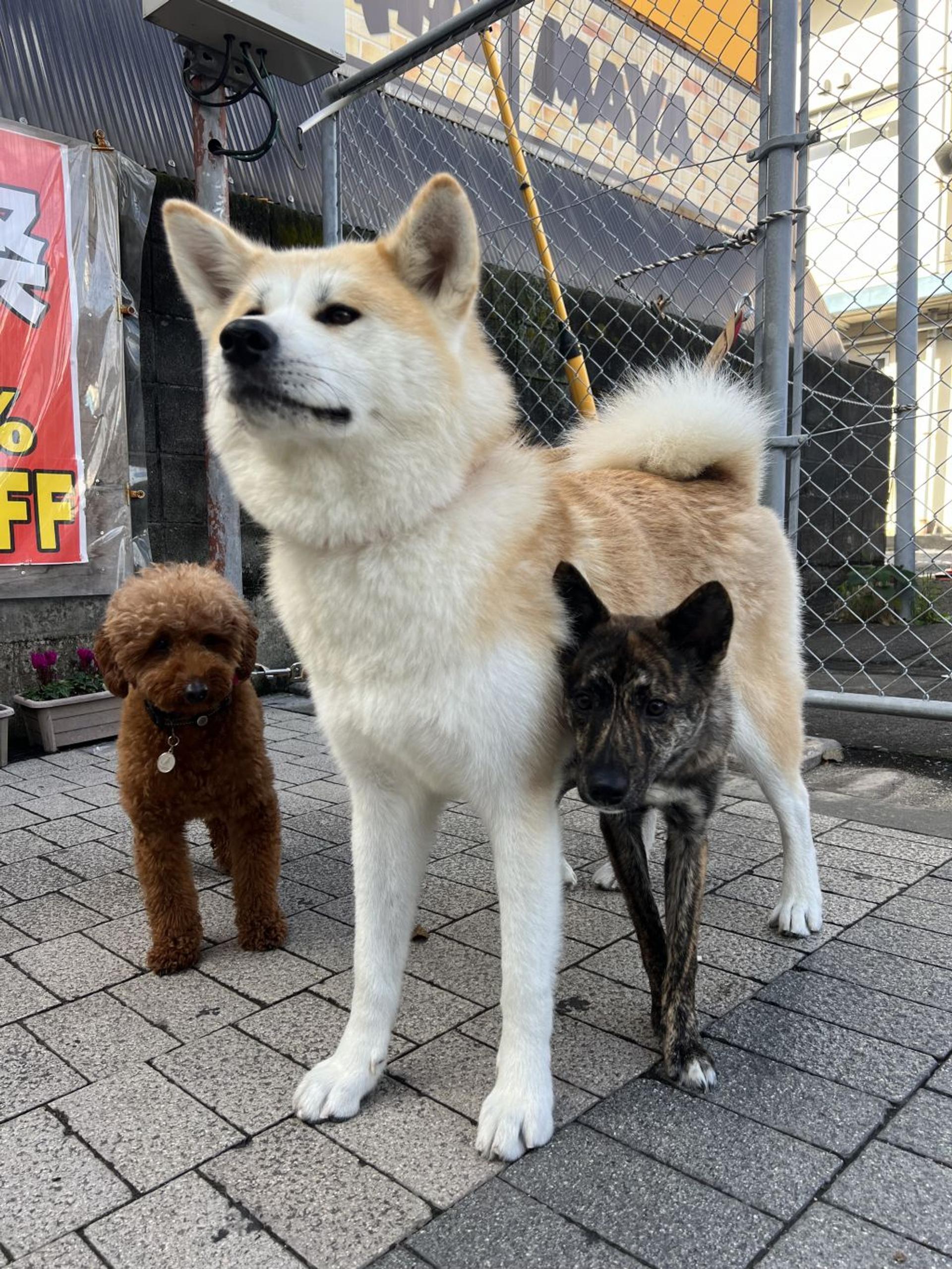pet-image-5