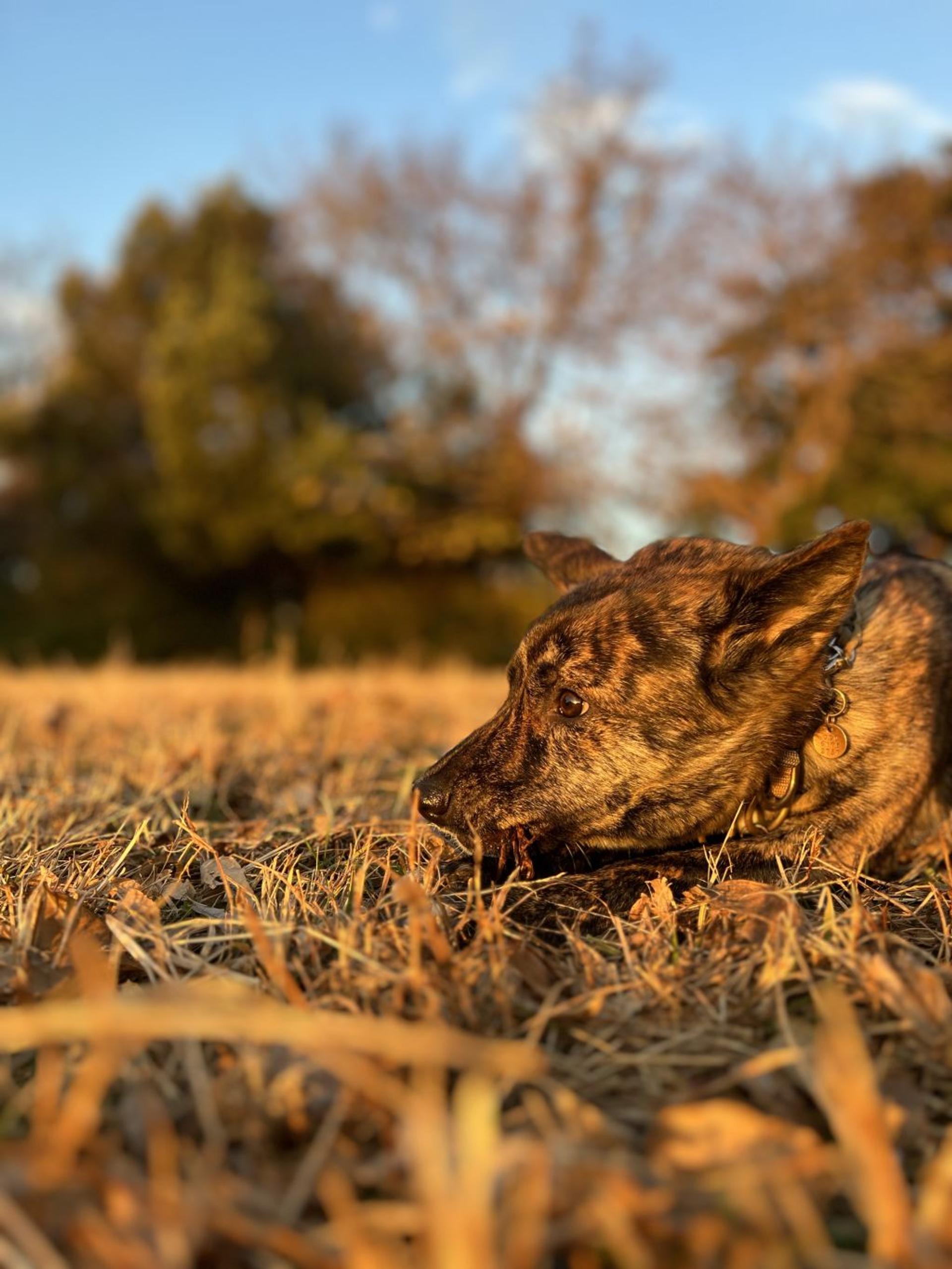 pet-image-9