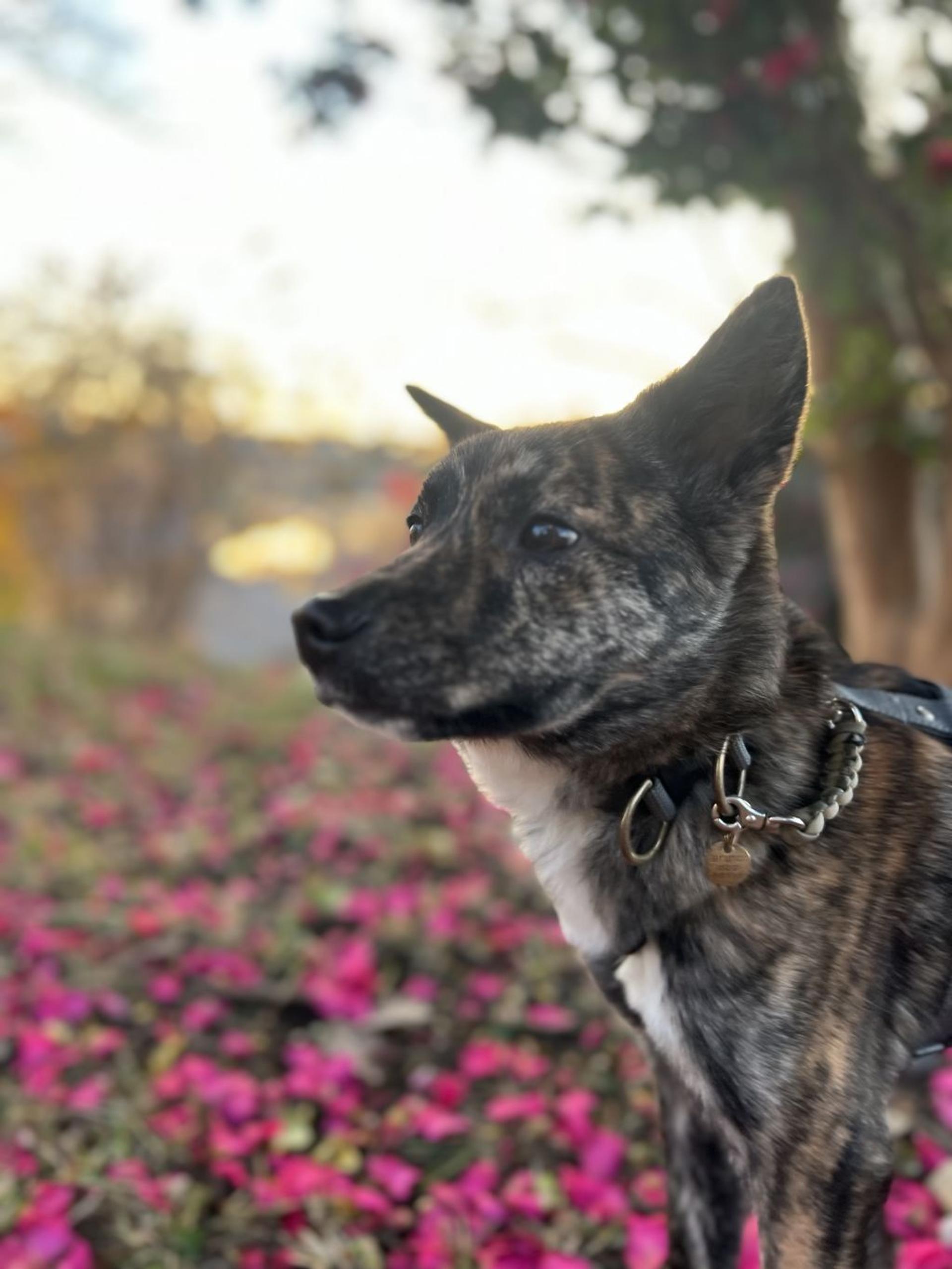 pet-image-10