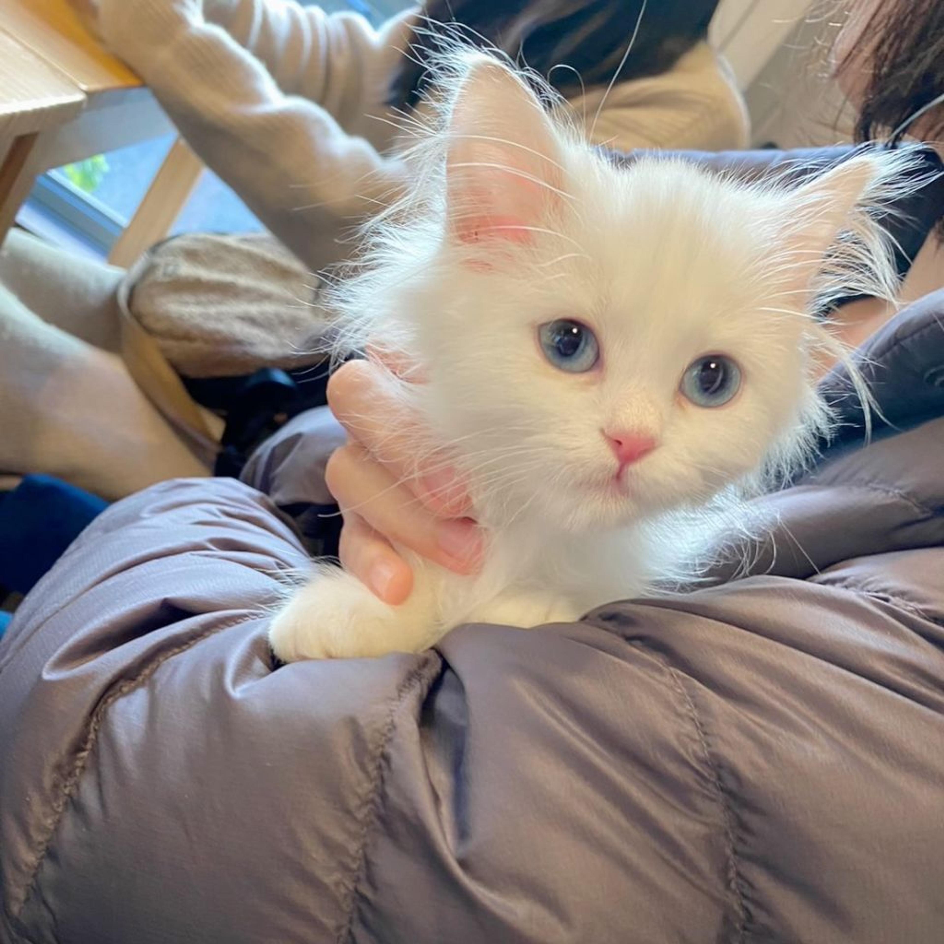 pet-image-2